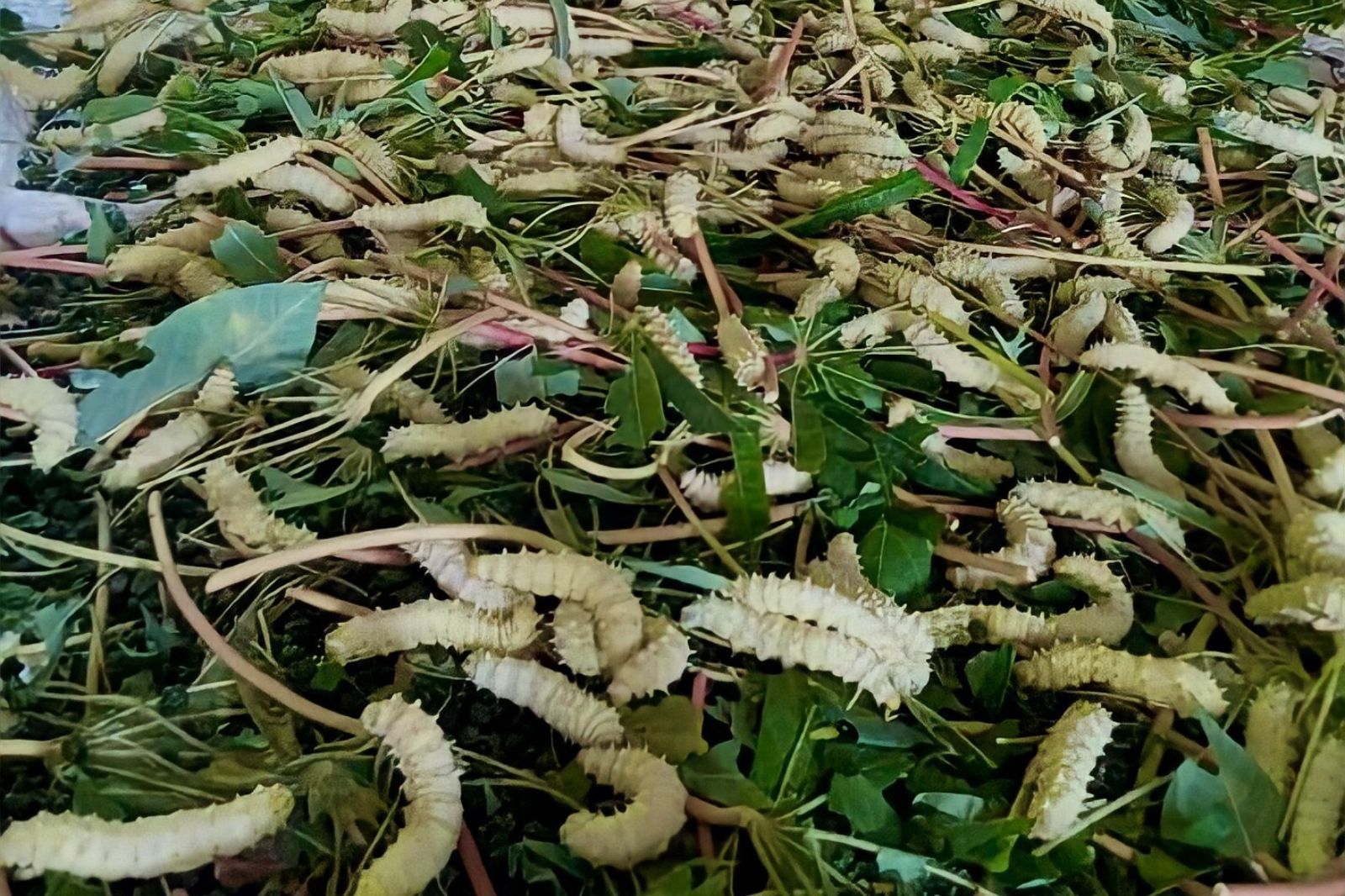 Nhộng tằm được nuôi bằng cách cho ăn lá sắn 