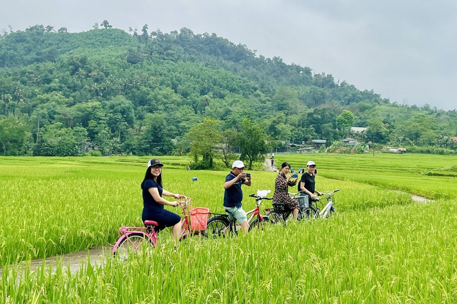 Những cánh đồng lúa mênh mông, bát ngát