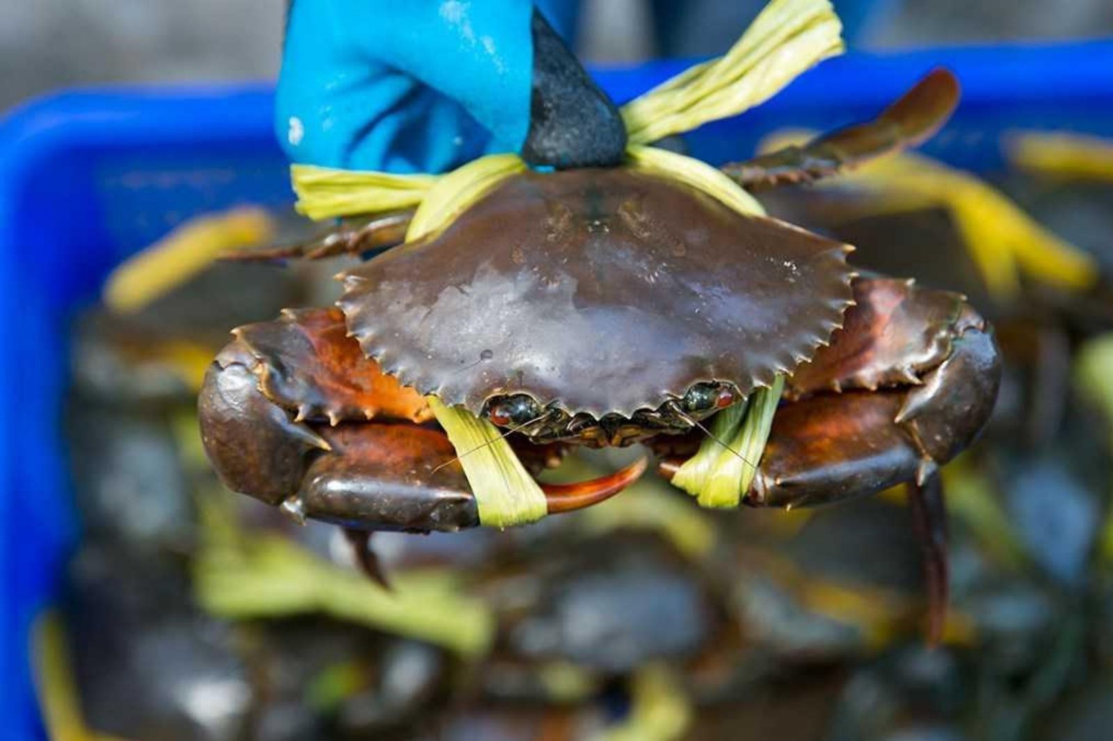 Những con cua được tuyển chọn cẩn thận để làm nên món tiết canh cua độc bản