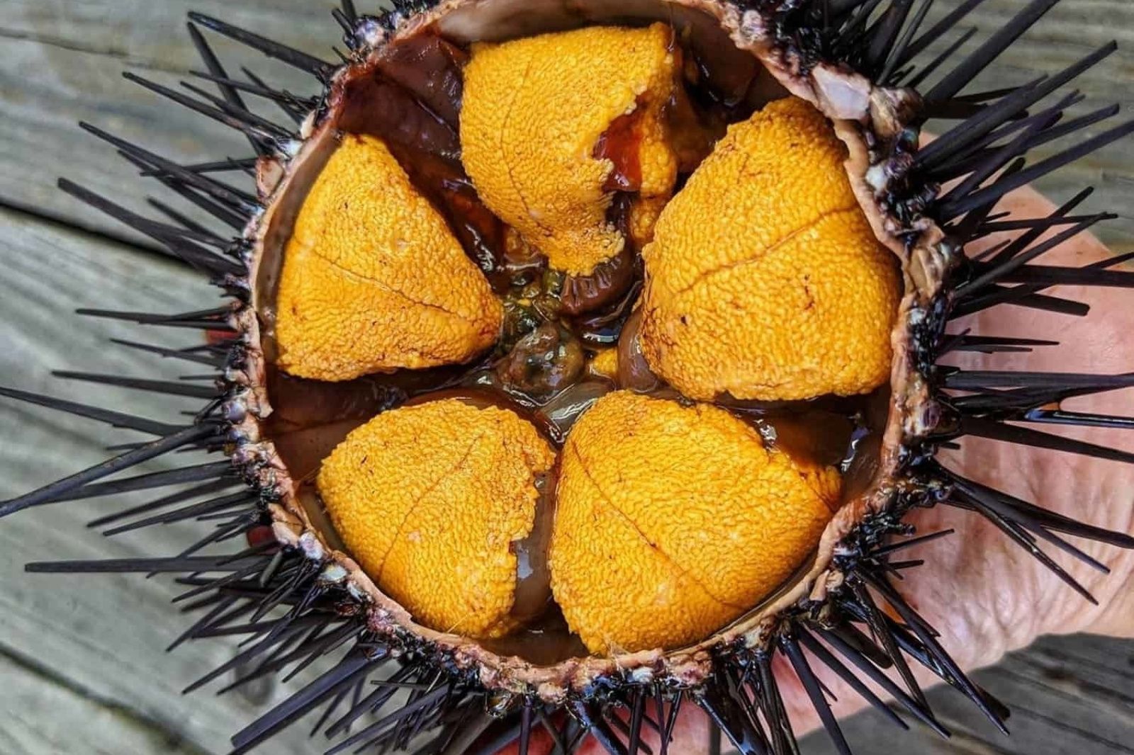 Những con nhum biển tươi giàu dinh dưỡng