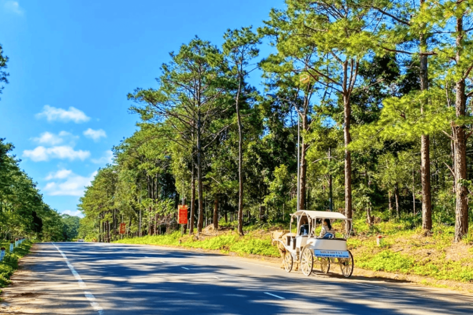 Những-cung-đường-rừng-thông-Măng-Đen