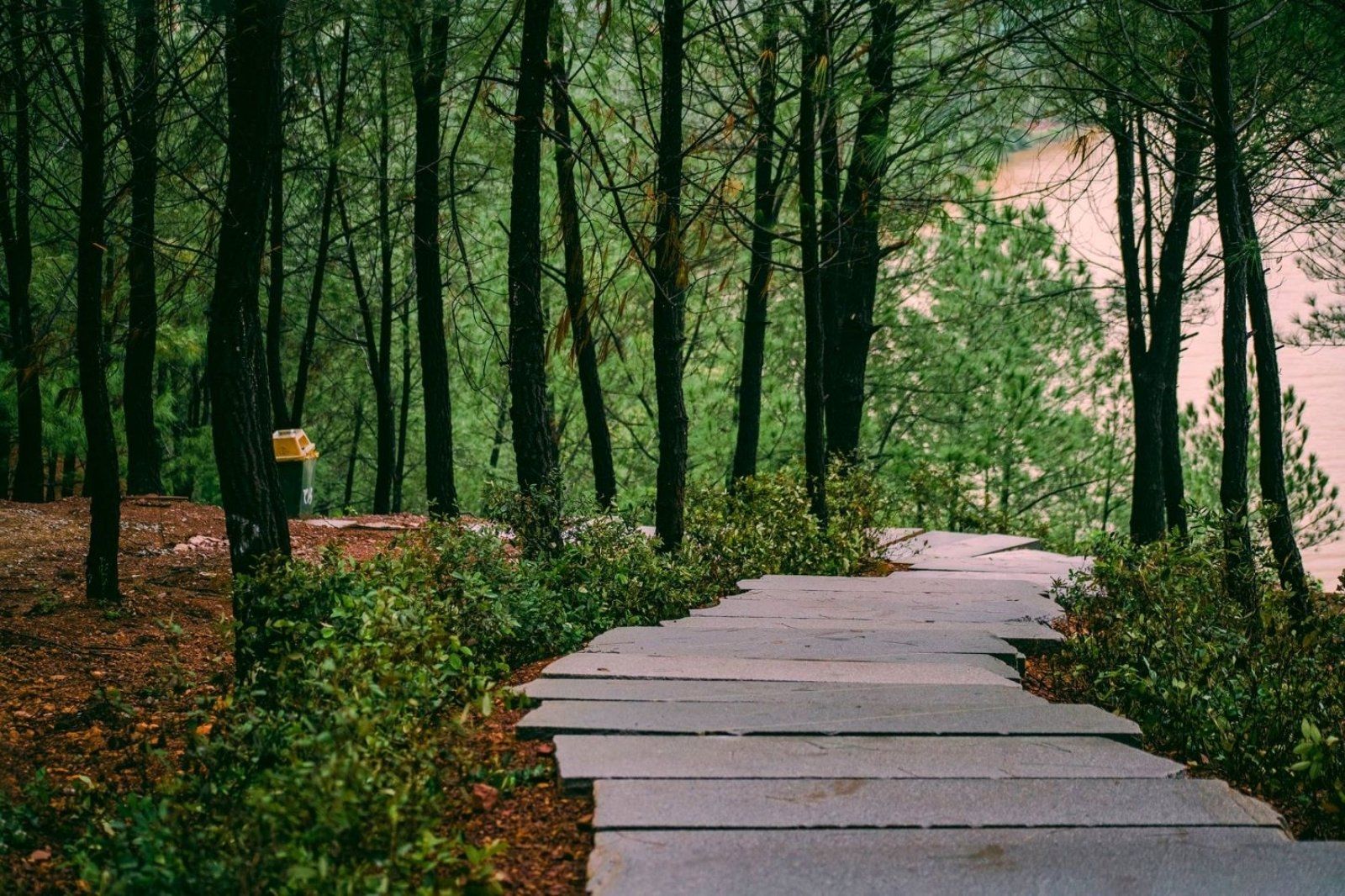 Những hàng cây xanh mướt trên đồi vọng cảnh