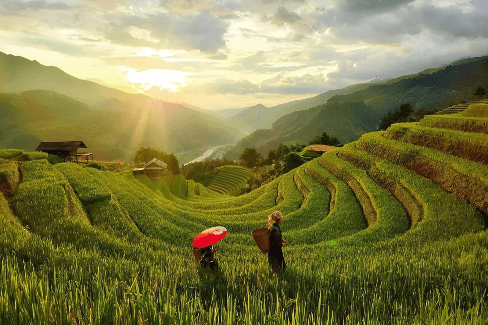 Những thửa ruộng trong sớm mai ở Mù Cang Chải