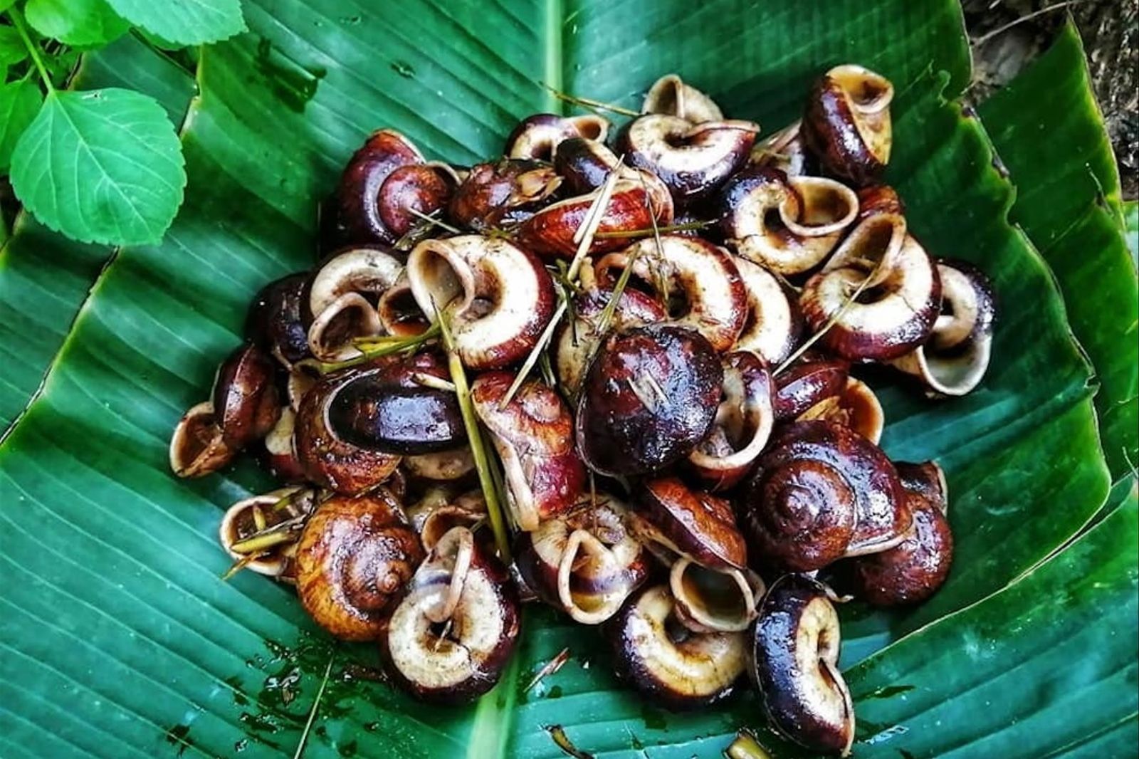 Ốc núi ẩn mình trong các triền núi đá vôi với tập tính sinh học kỳ lạ