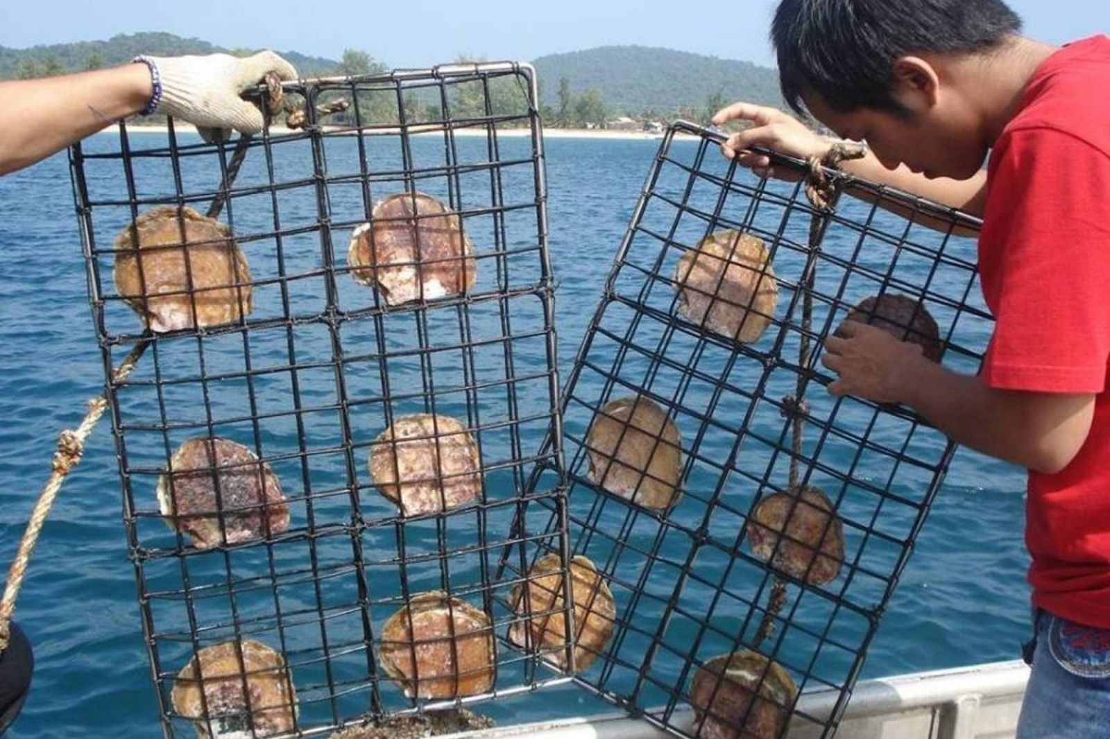 Quy trình nuôi cấy ngọc trai được thực hiện theo quy chuẩn nghiêm ngặt