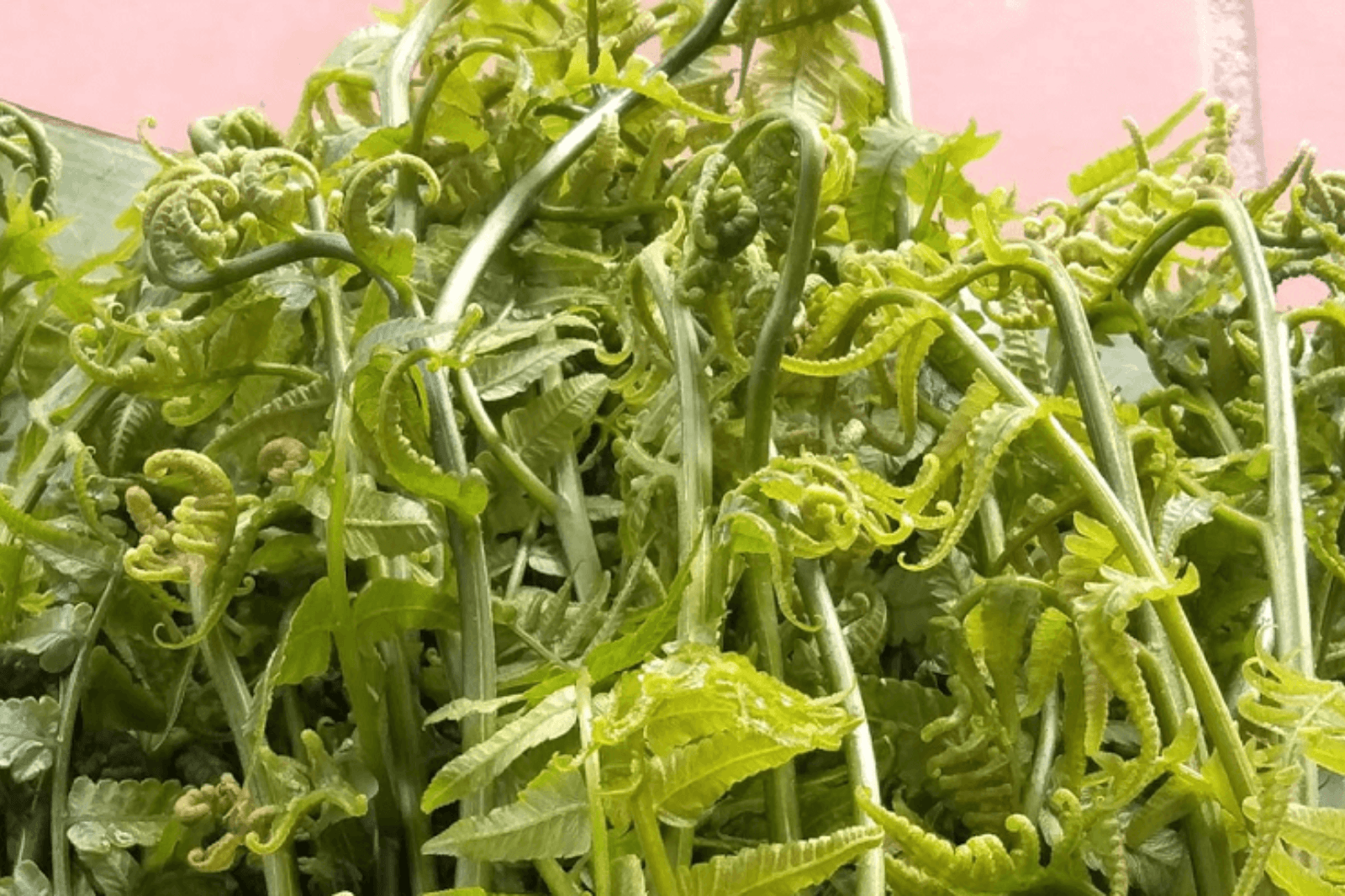 Rau dớn thuộc họ hàng loại dương xỉ