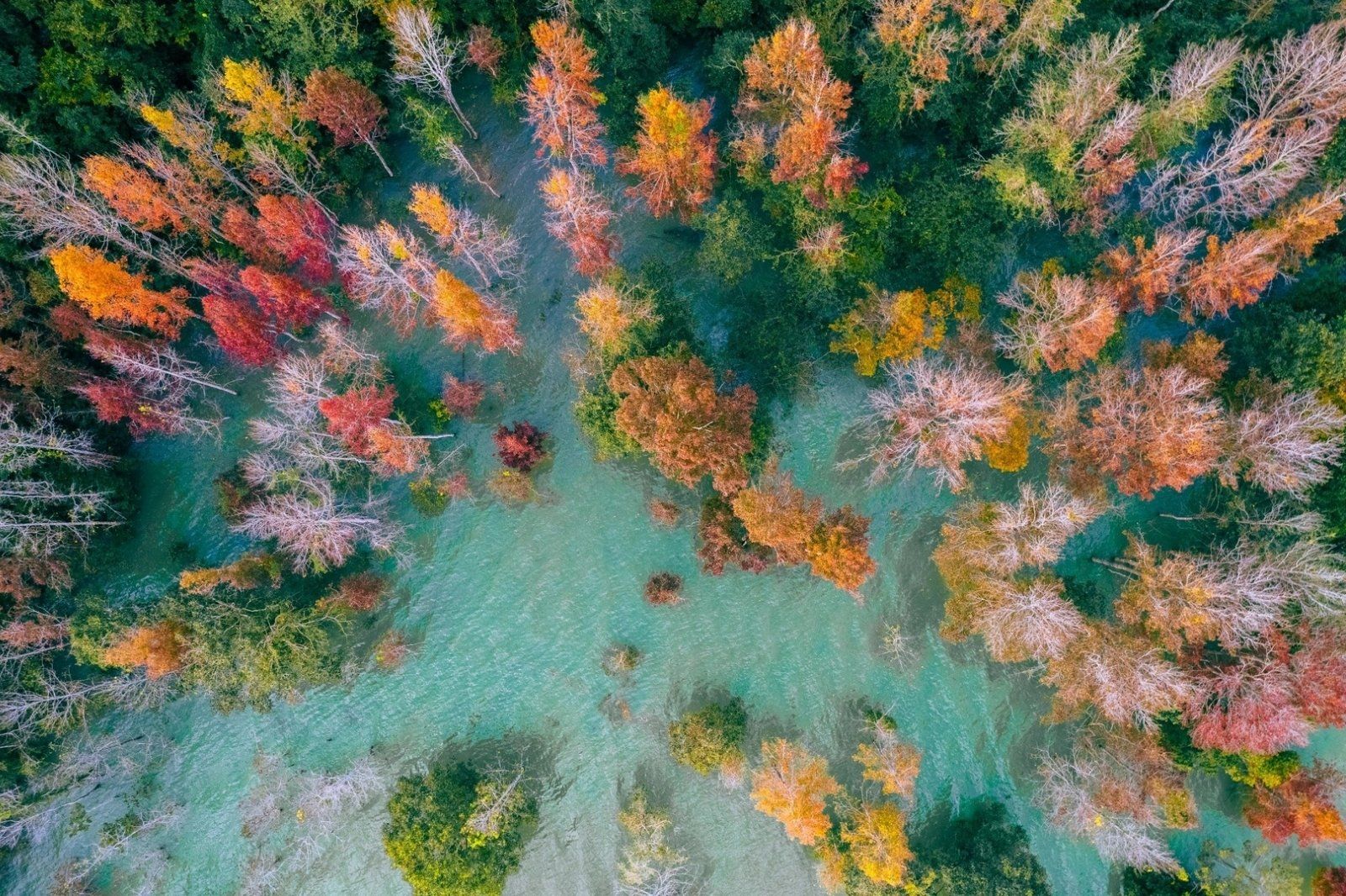 Rừng phong hương nằm gần hồ thủy điện Rào Quán