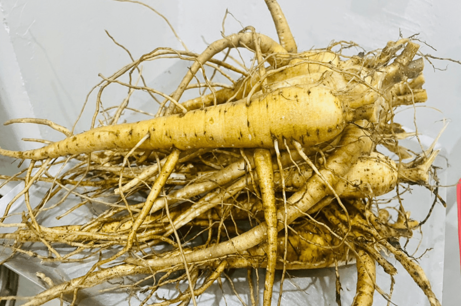 Sâm Bố Chính - Đặc sản quý hiếm của thiên nhiên