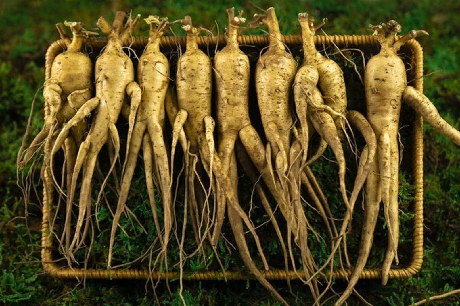 Sâm Bố Chính là một loại thảo dược quý hiếm chỉ có ở vùng đất Bố Trạch