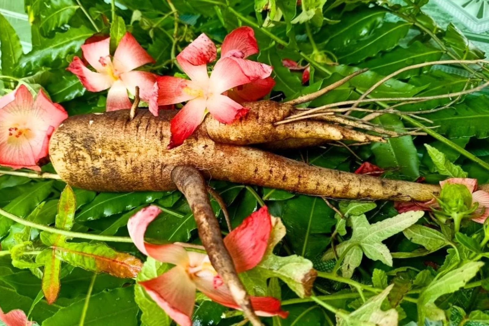 Sâm Bố Chính mang lại nhiều lợi ích tiềm năng