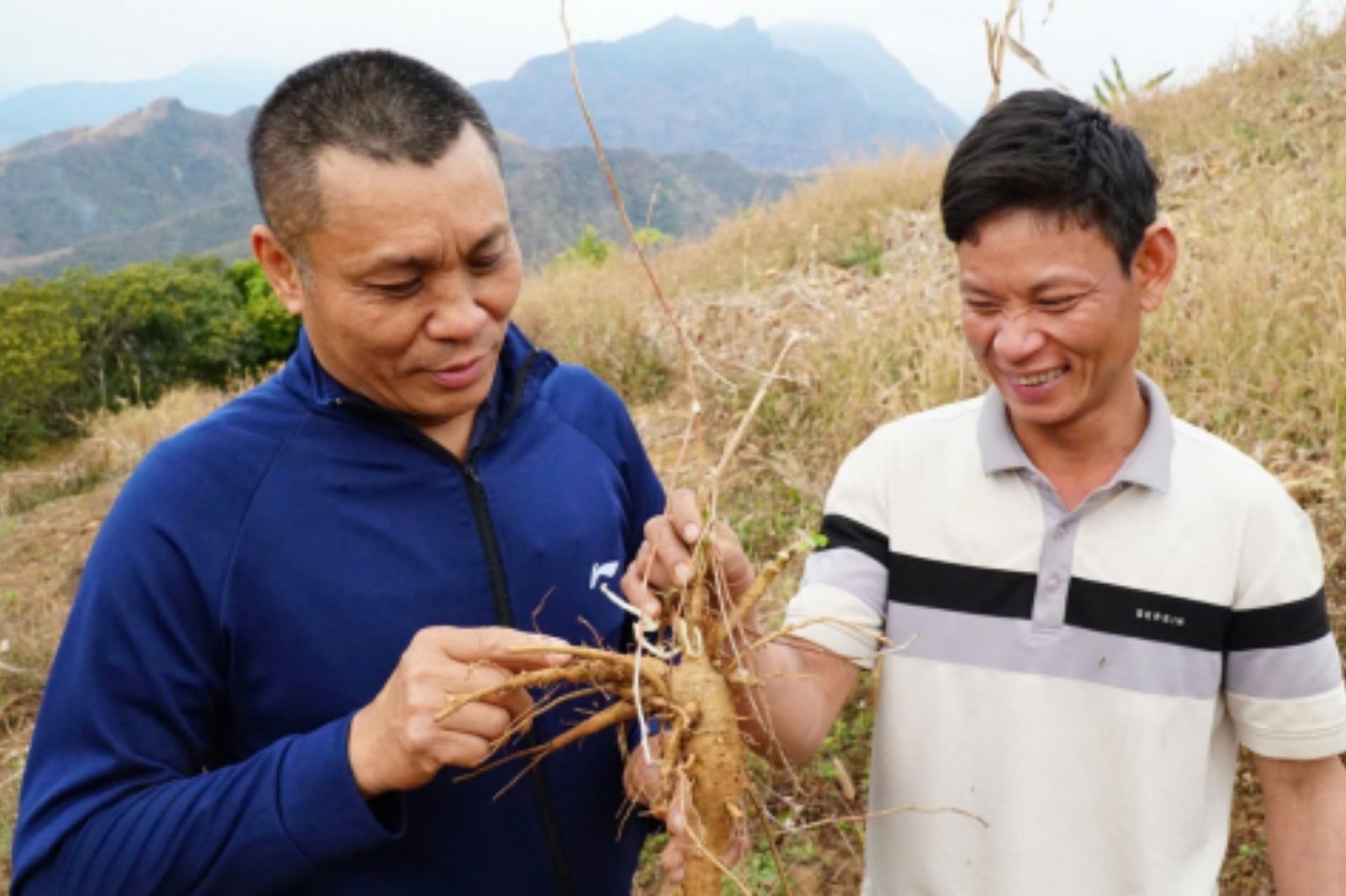 Sâm Bố Chính ngày càng trở nên gần gũi hơn với người dân Quảng Bình