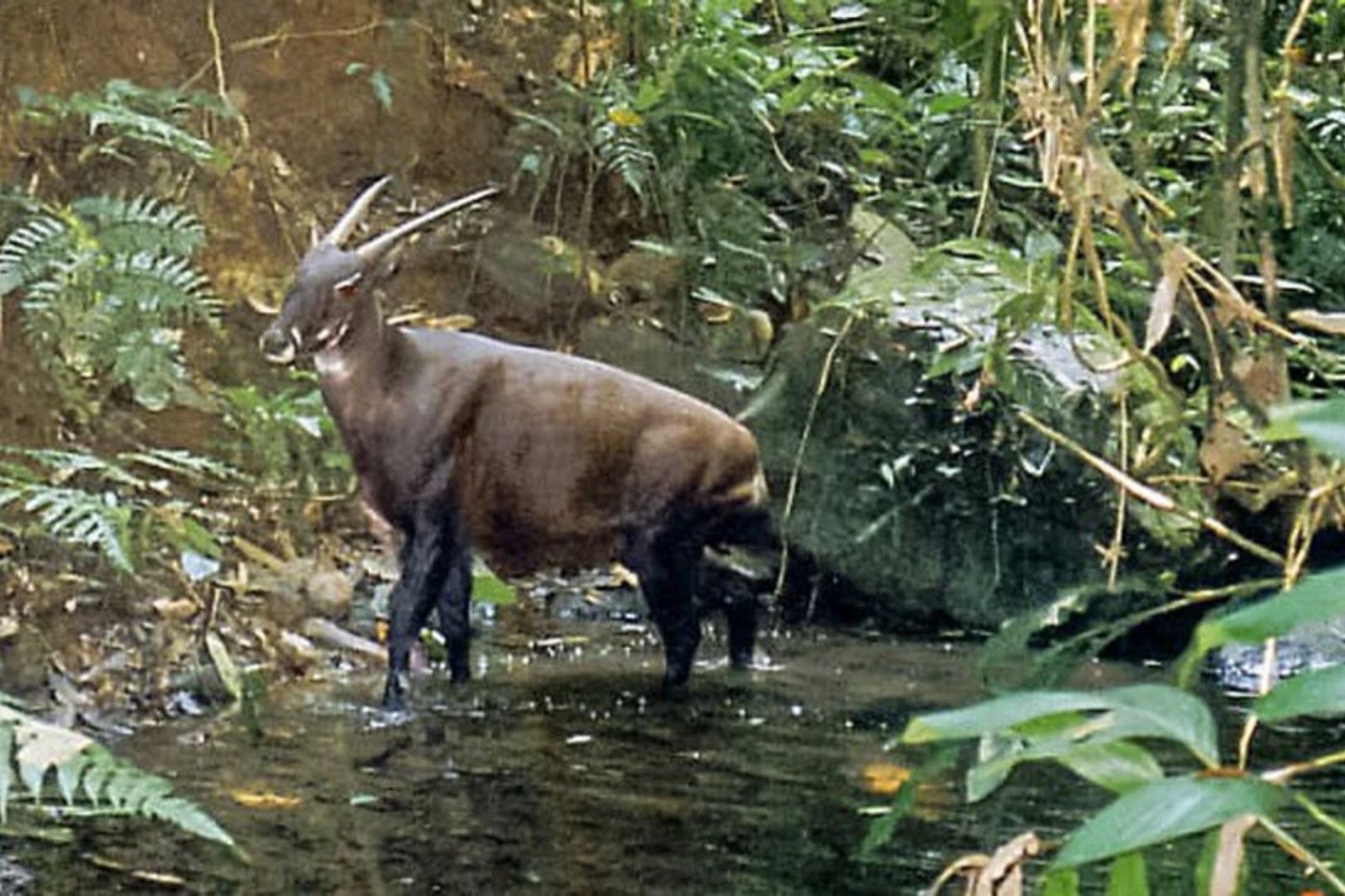 Sao La, một loài động vật quý hiếm