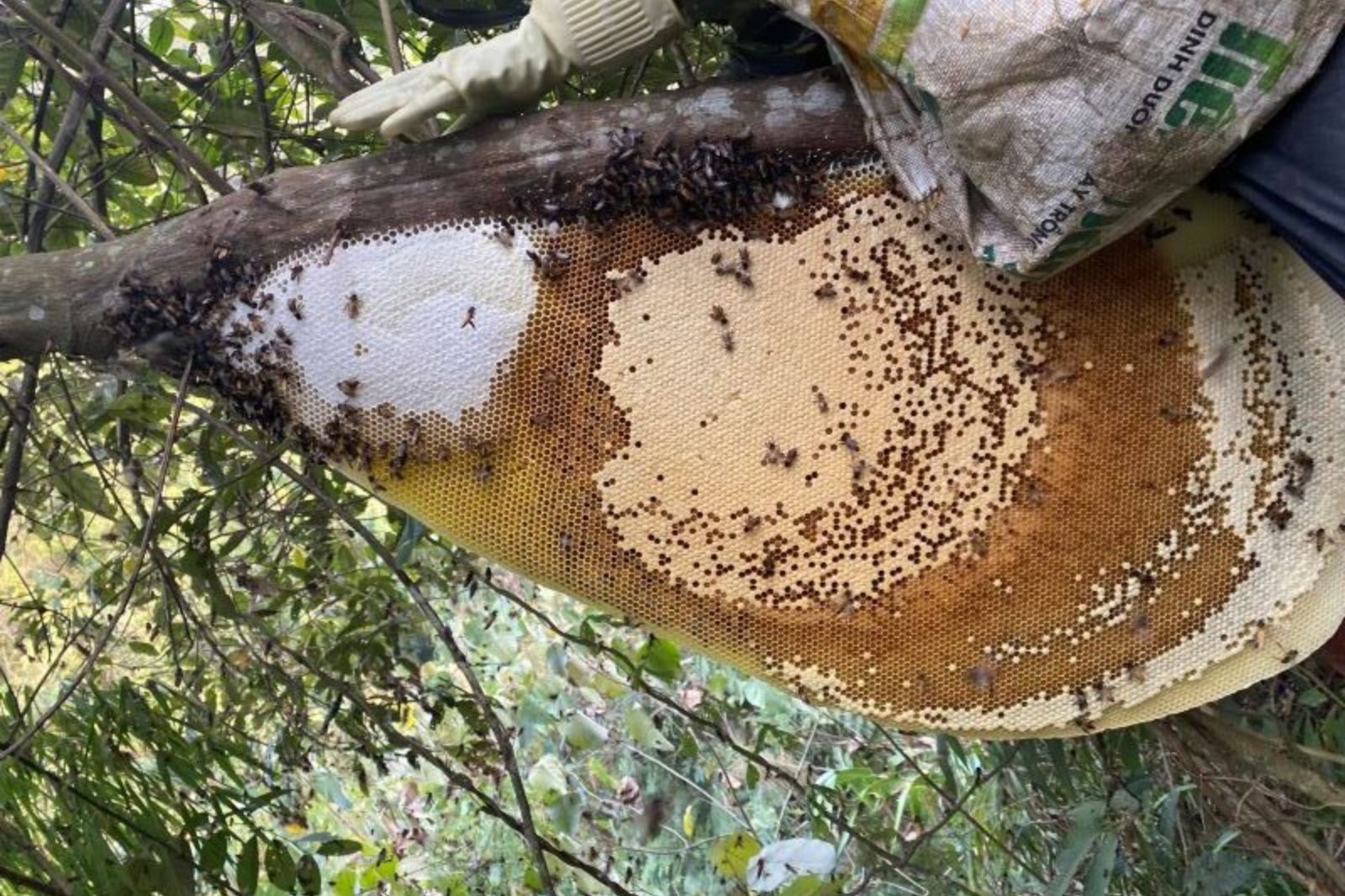 Sự khác biệt của mật ong rừng Đakrông