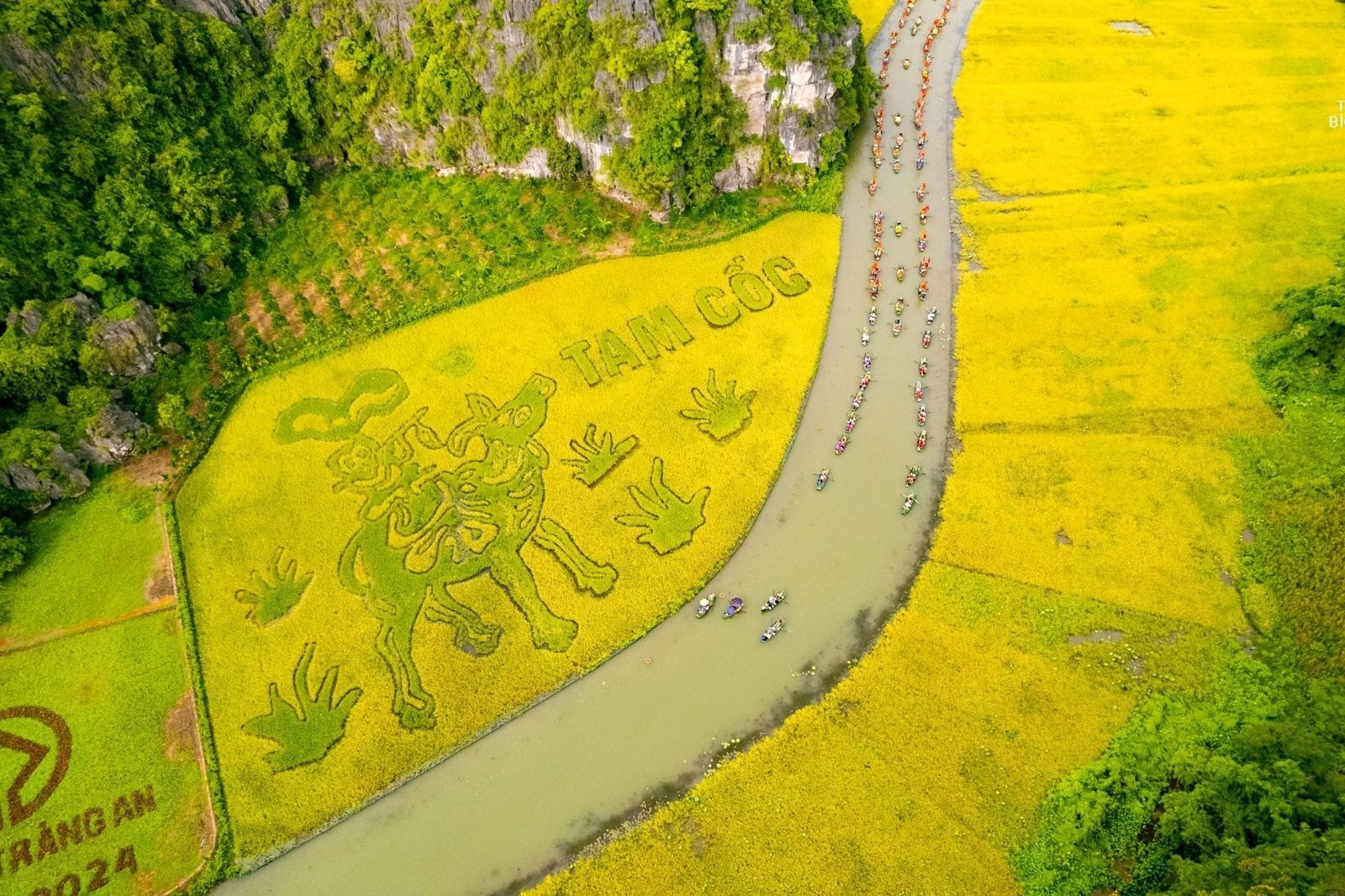 Tam Cốc mùa lúa chín