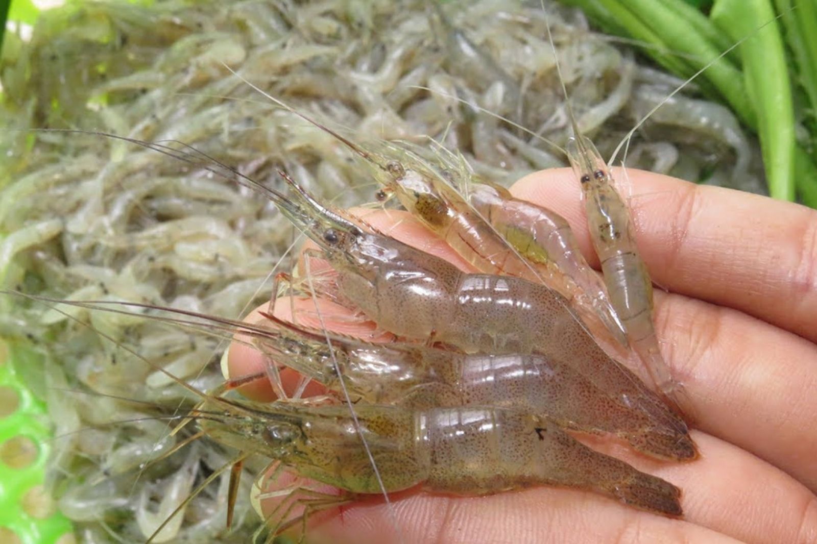 Tép riu, nguyên liệu chính làm nên món mắm tép ngon trứ danh