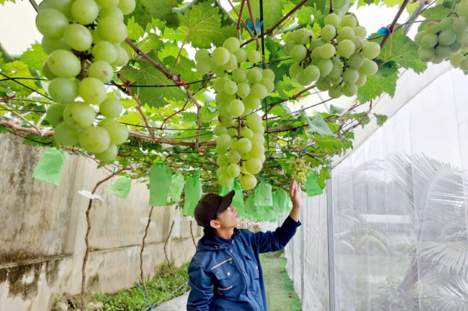 Tham quan vườn nho tại Quảng Bình