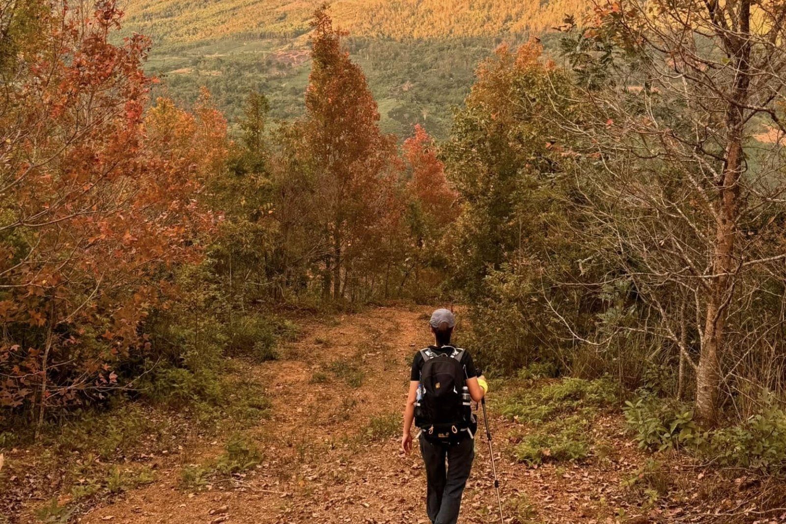 Thời điểm rừng phong hương đẹp nhát là vào cuối năm