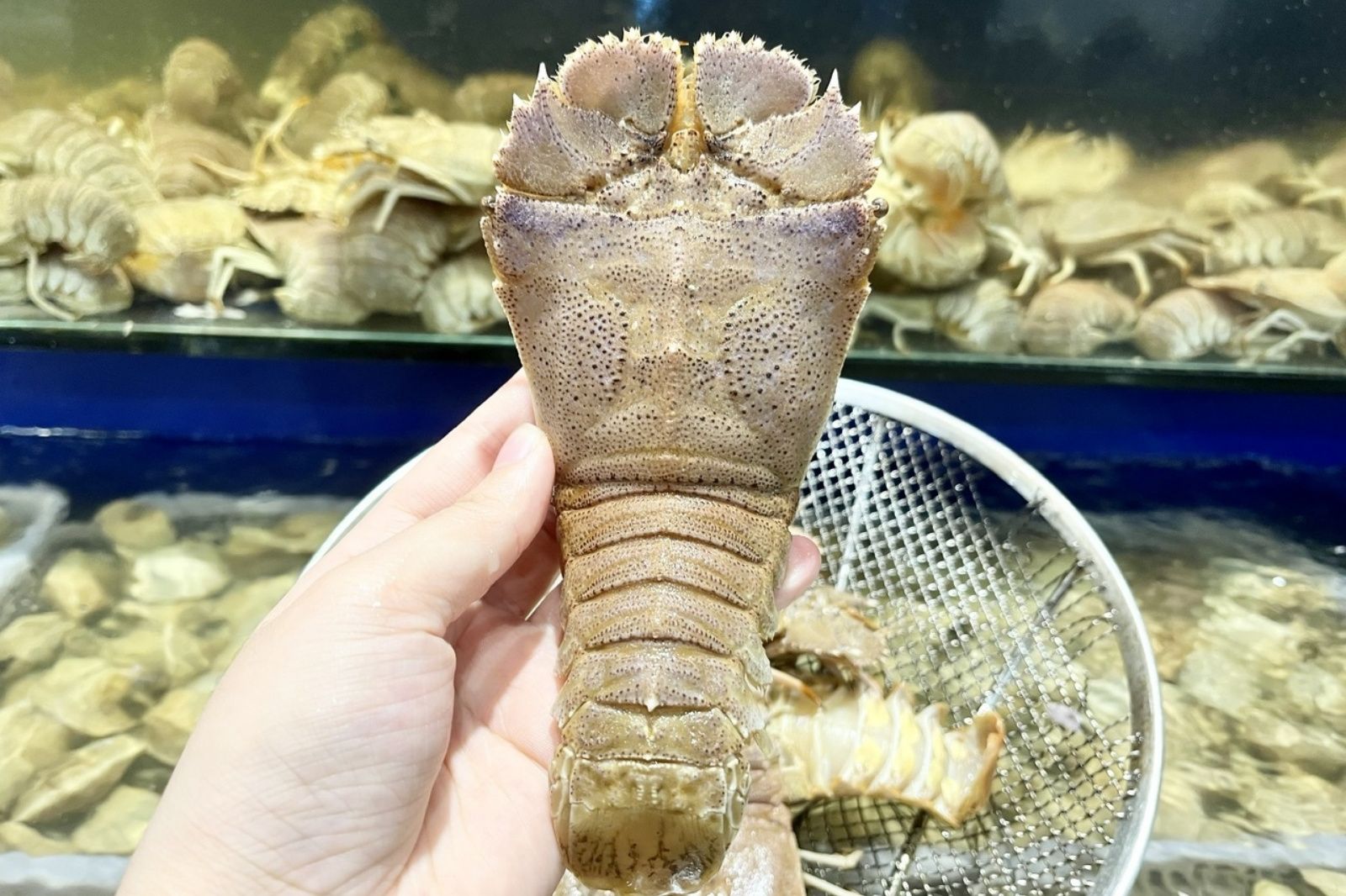 Tôm mũ ni có giá trị dinh dưỡng cao, là kho báu của Đảo Ngọc