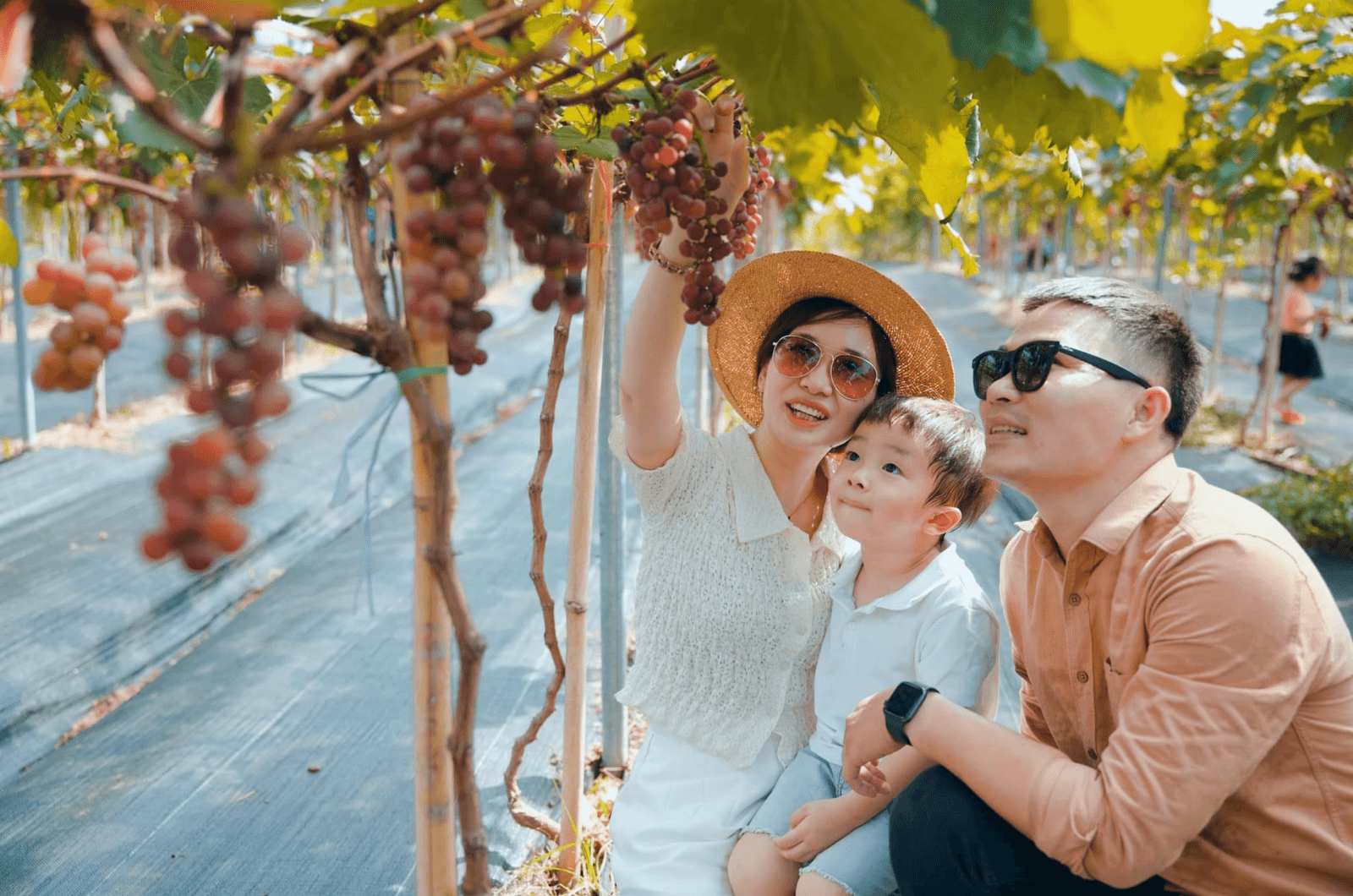Trải nghiệm hái nho tại Quảng Bình