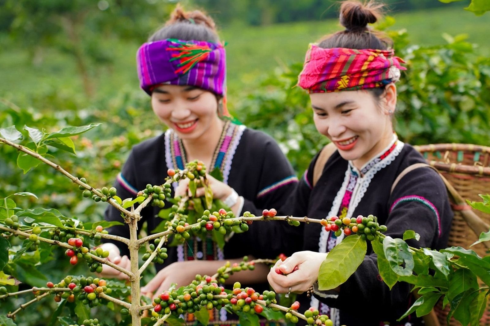 Tự tay hái cà phê ở trên cây