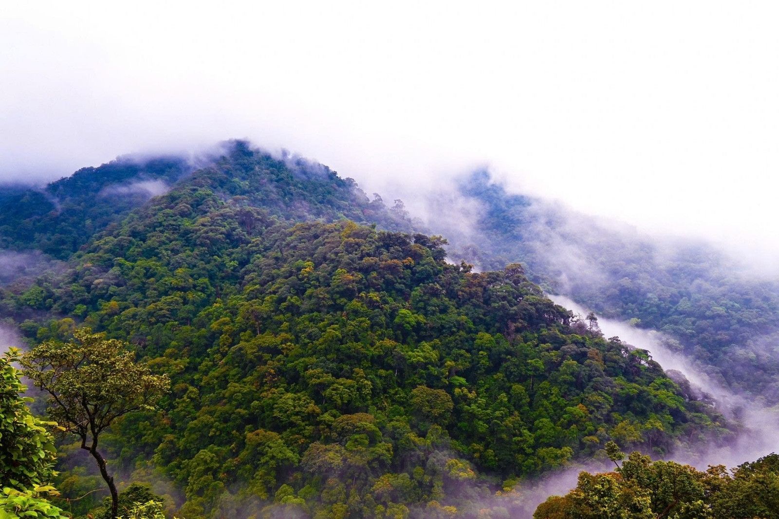 tỷ lệ che phủ rừng ở đây rất cao