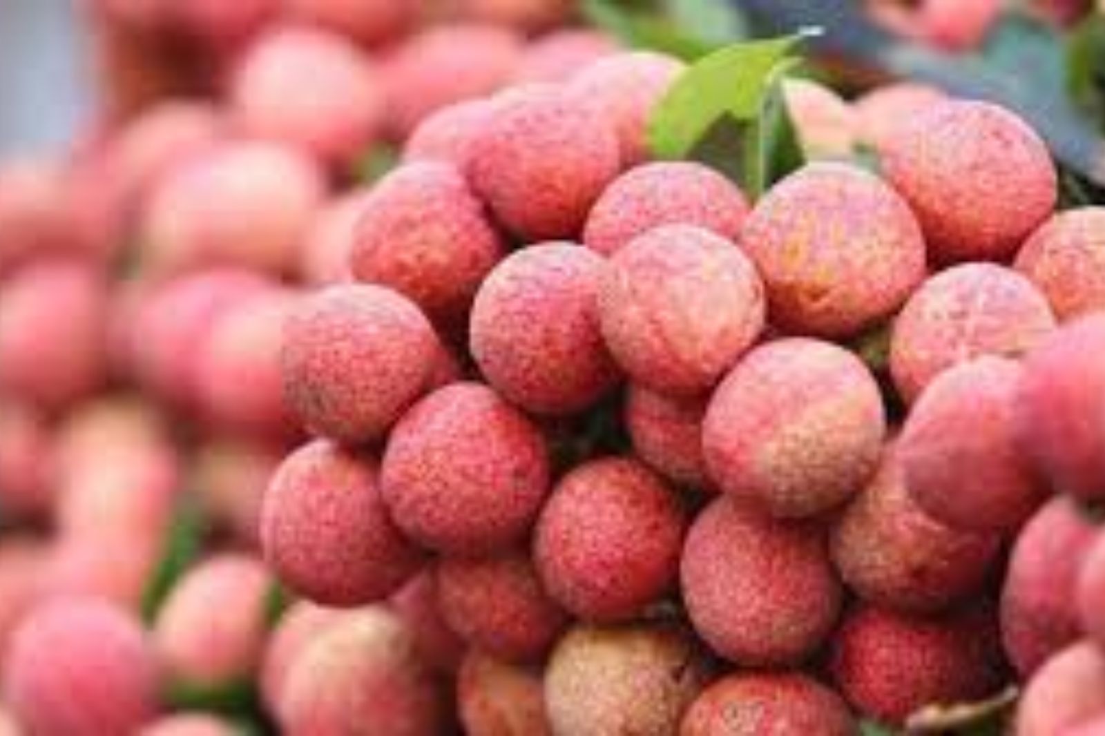 Vải thường chín rộ vào mùa hè