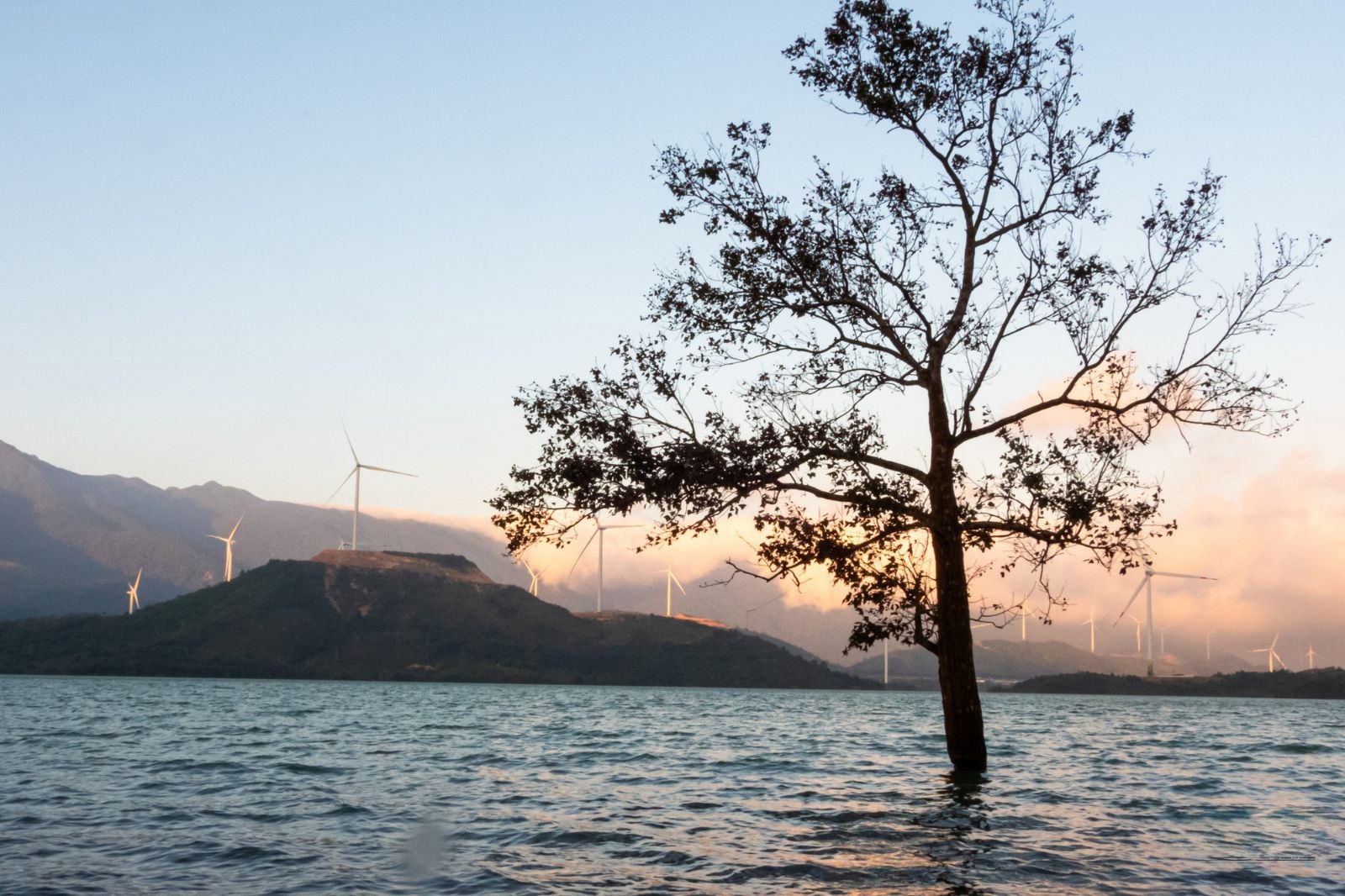 Vào mùa mưa thân cây có thể bị ngập 