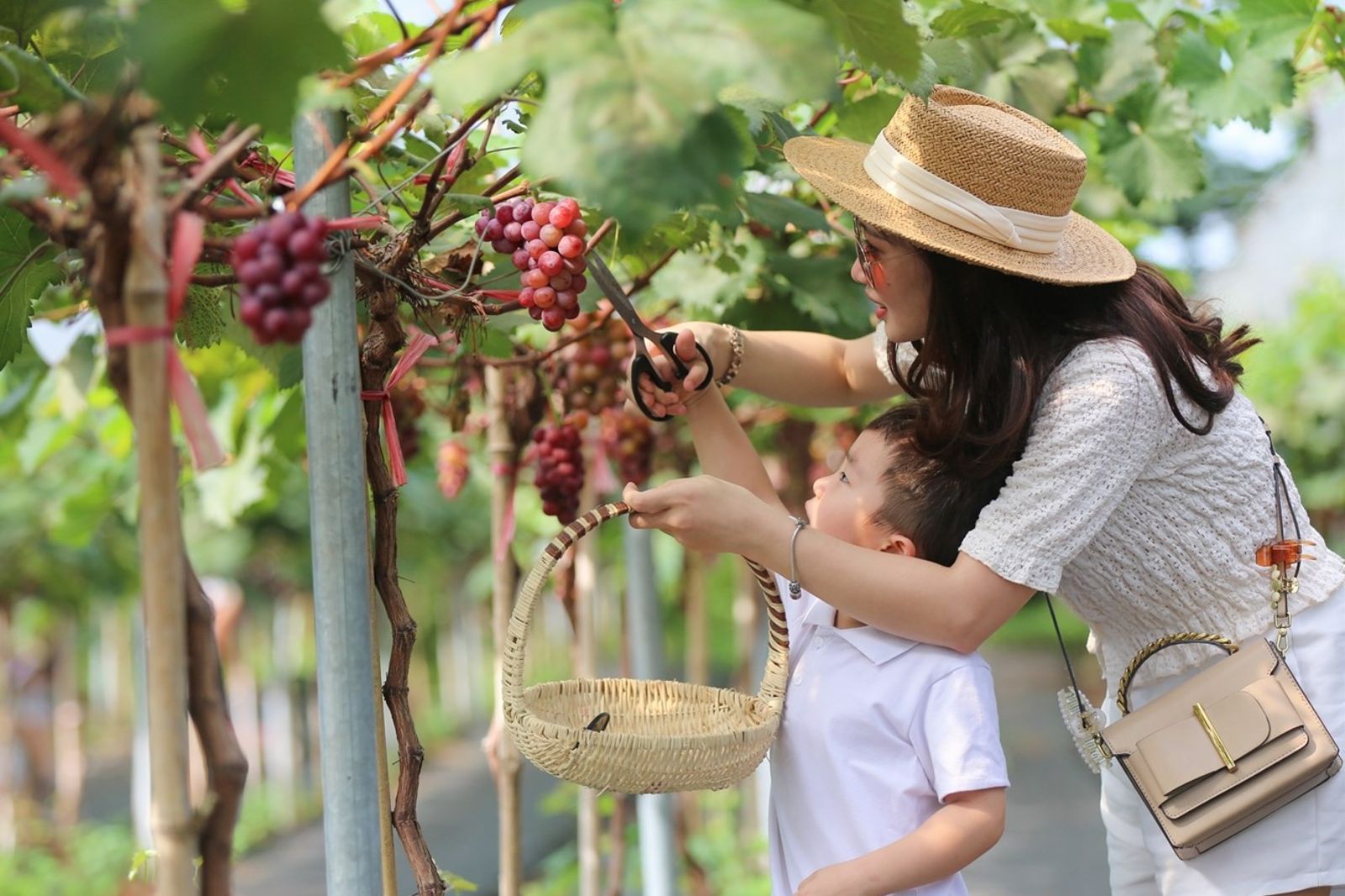 Vẻ đẹp độc đáo của vườn nho tại Quảng Bình