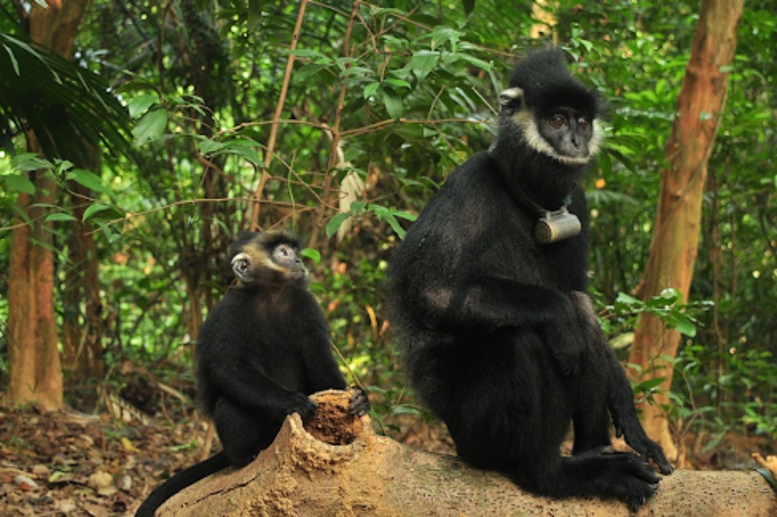 Voọc Hà Tĩnh là loài linh trưởng quý hiếm