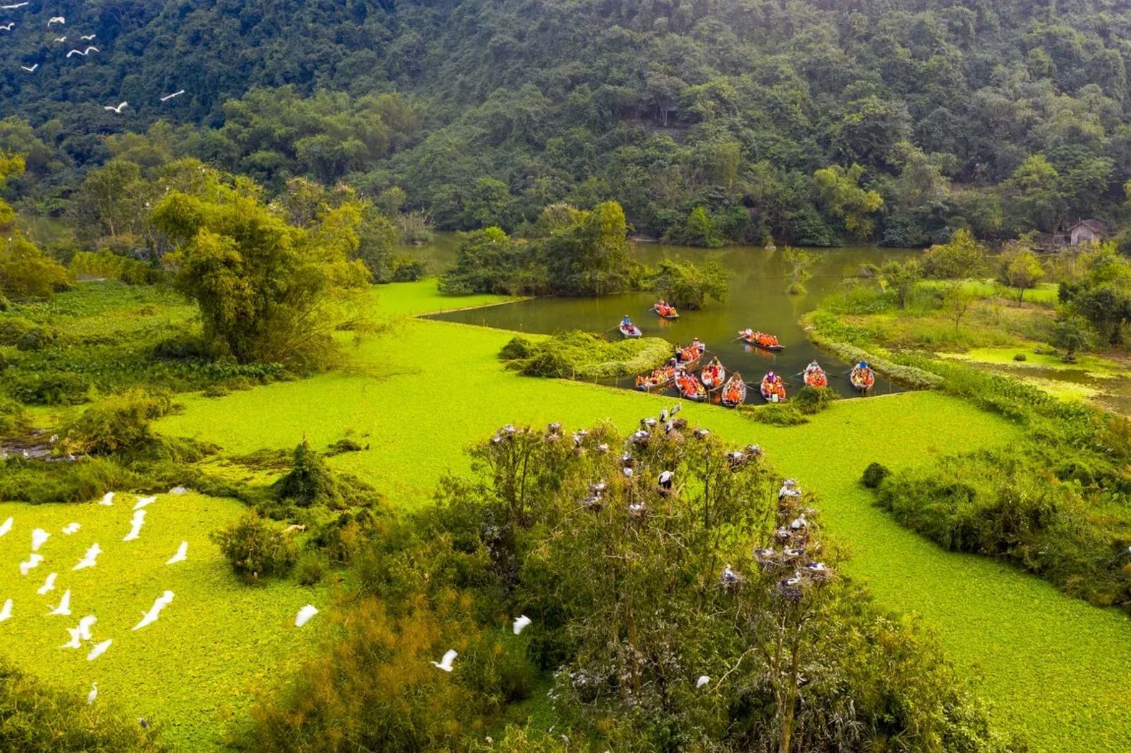 Vườn chim Thung Nham: Điểm đến không thể bỏ lỡ ở Ninh Bình