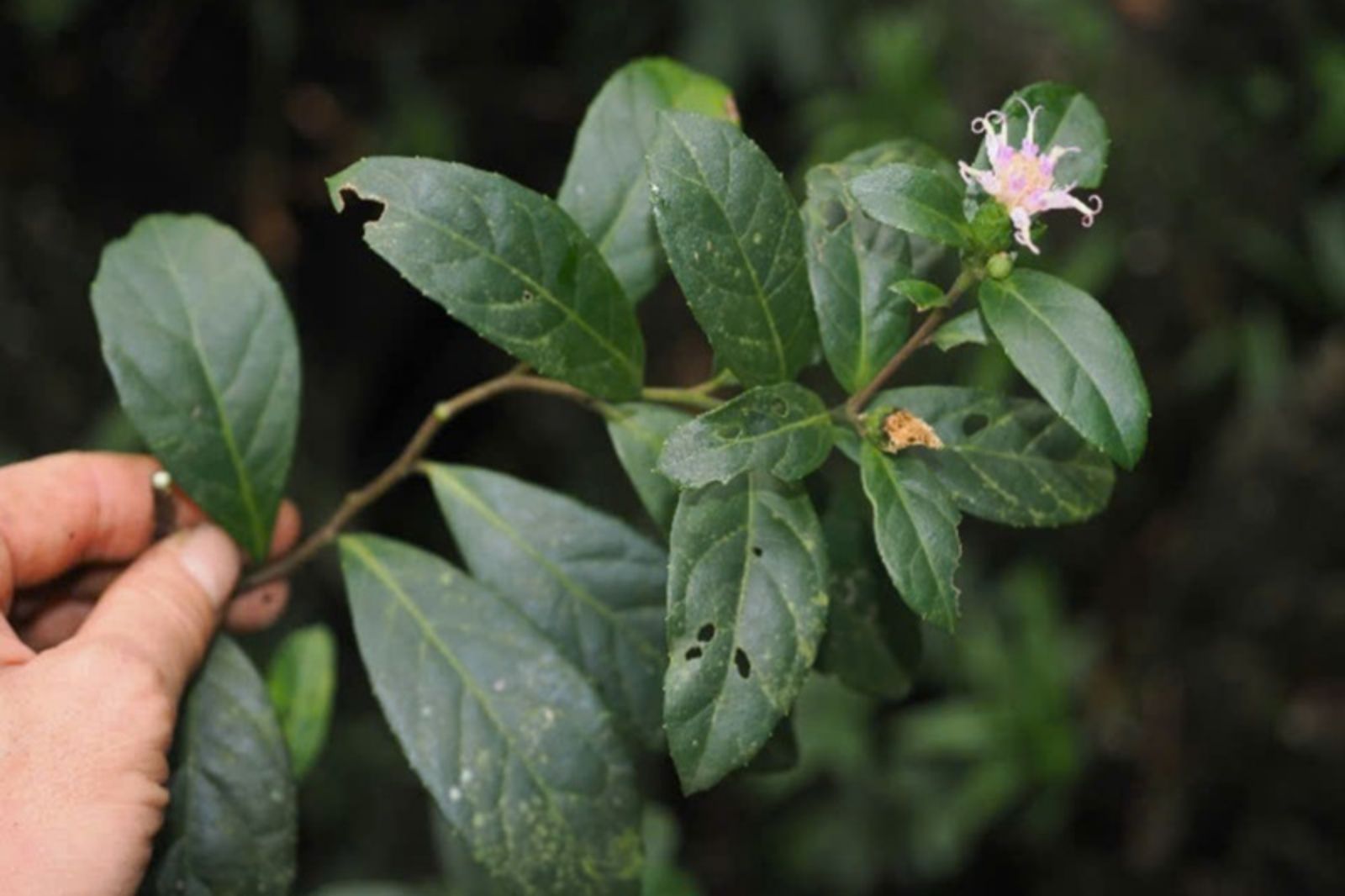 Bạch Đầu Phong Nha - Kẻ Bàng  