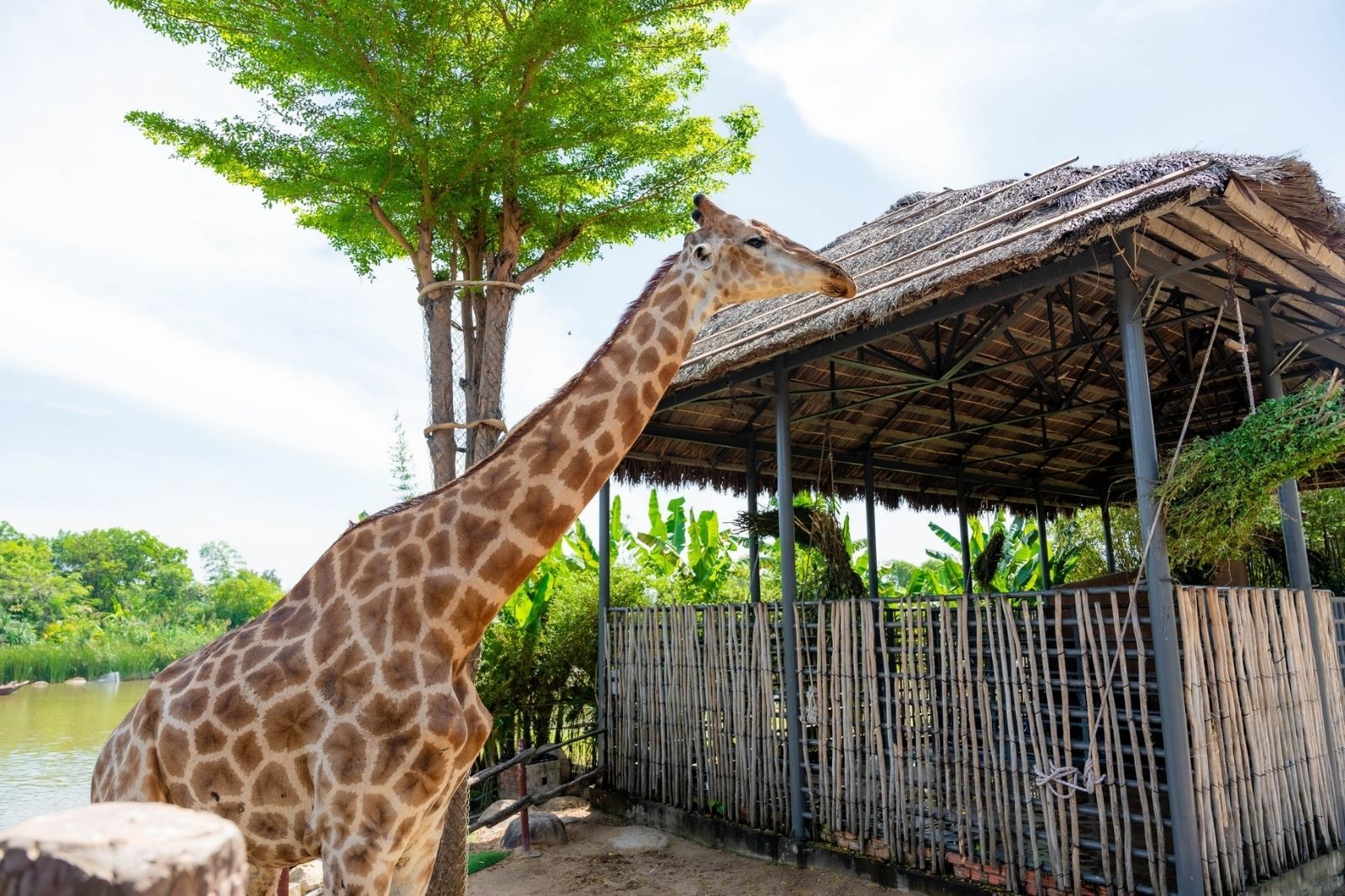 Bảo tồn các loài động vật hoang dã 