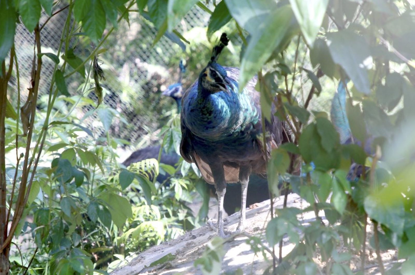 Bảo tồn nhiều loài động vật quý hiếm 