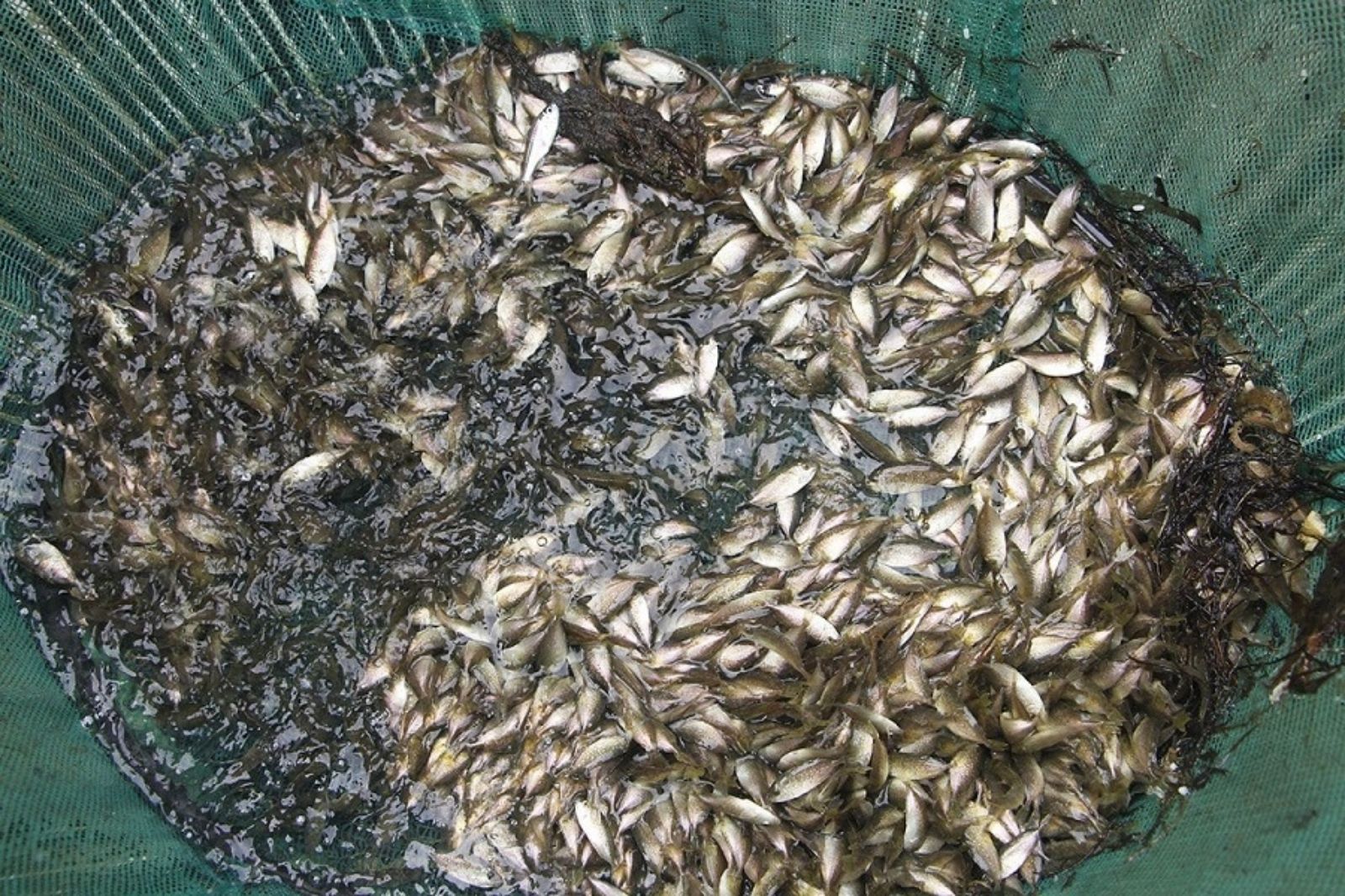 Cá được đánh bắt để làm mắm rò