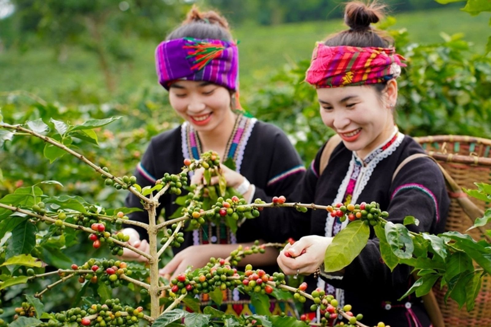 Cà phê Khe Sanh đánh thức trăm năm lịch sử