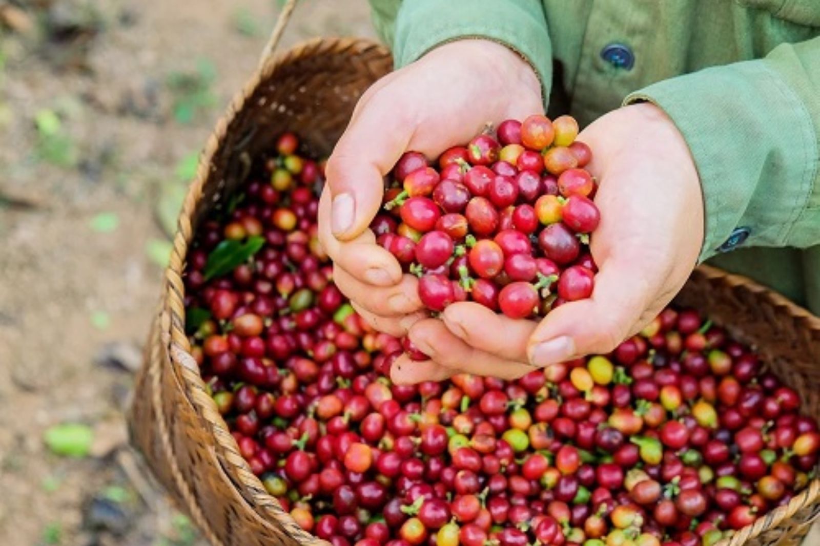 Le café de Khe Sanh, symbole emblématique des terres rouges basaltiques