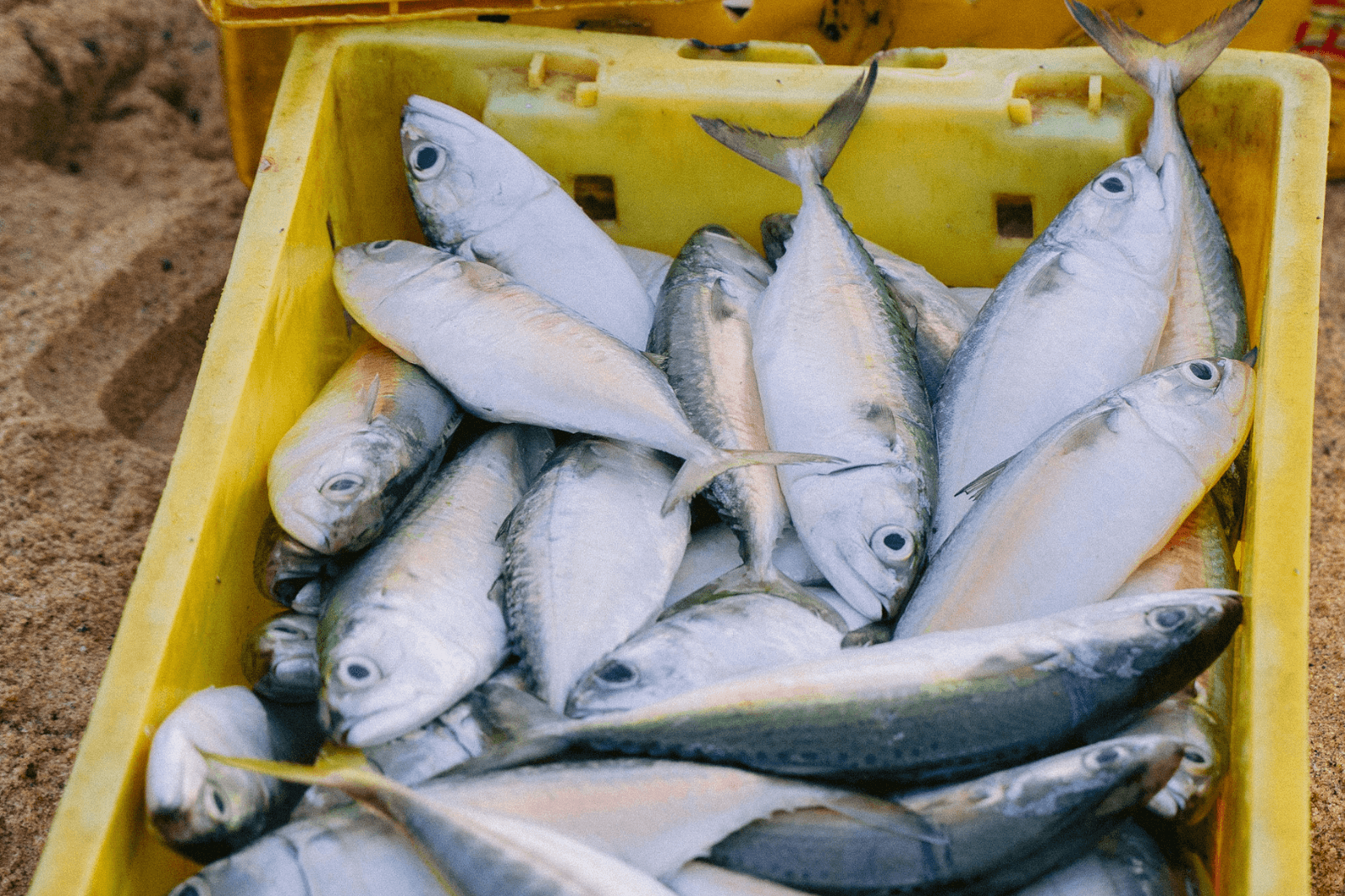 Cá tươi thường có màu sắc tươi tắn  