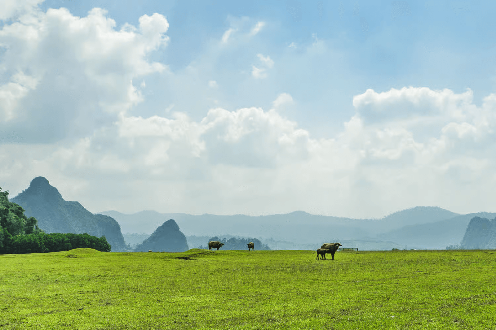 Cánh đồng cỏ trên cung đường khám phá  