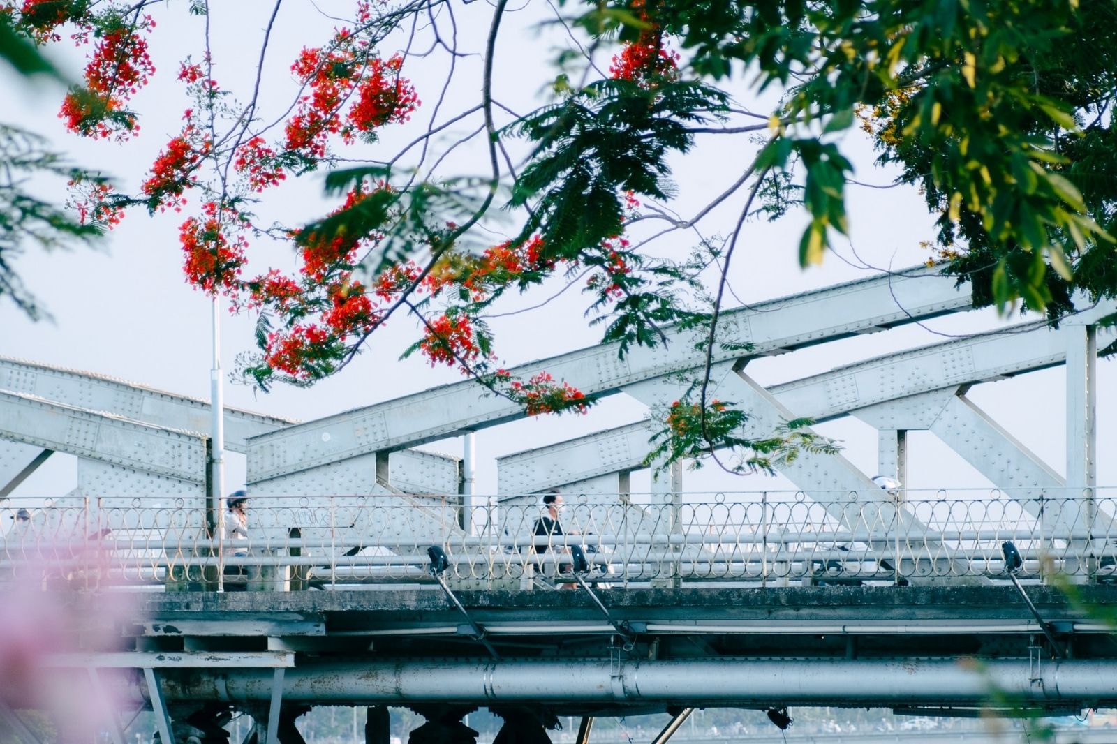 Cầu Tràng Tiền mùa hoa phượng đỏ 