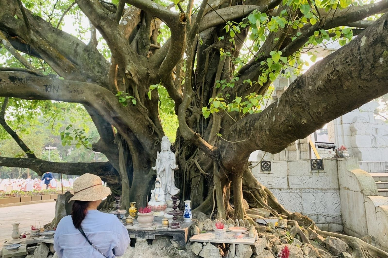 Cây bồ đề thiêng tại nghĩa trang liệt sỹ Trường Sơn