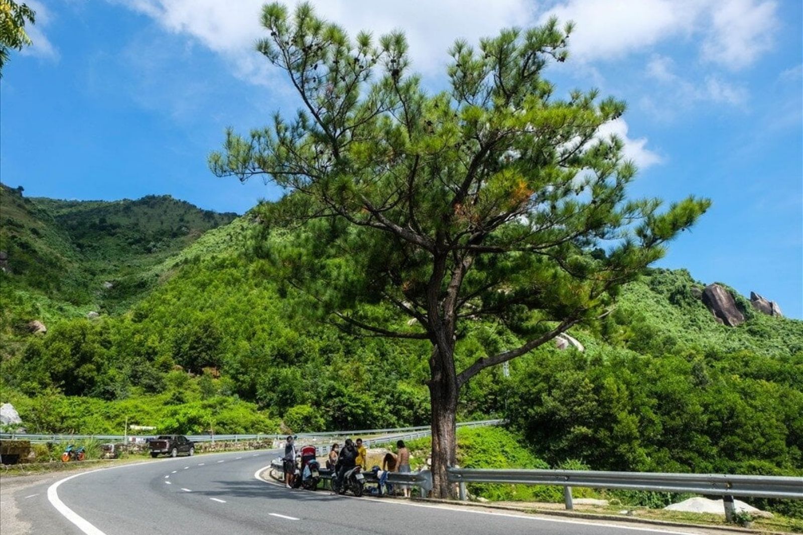 Cây thông cô đơn ở đèo Hải Vân