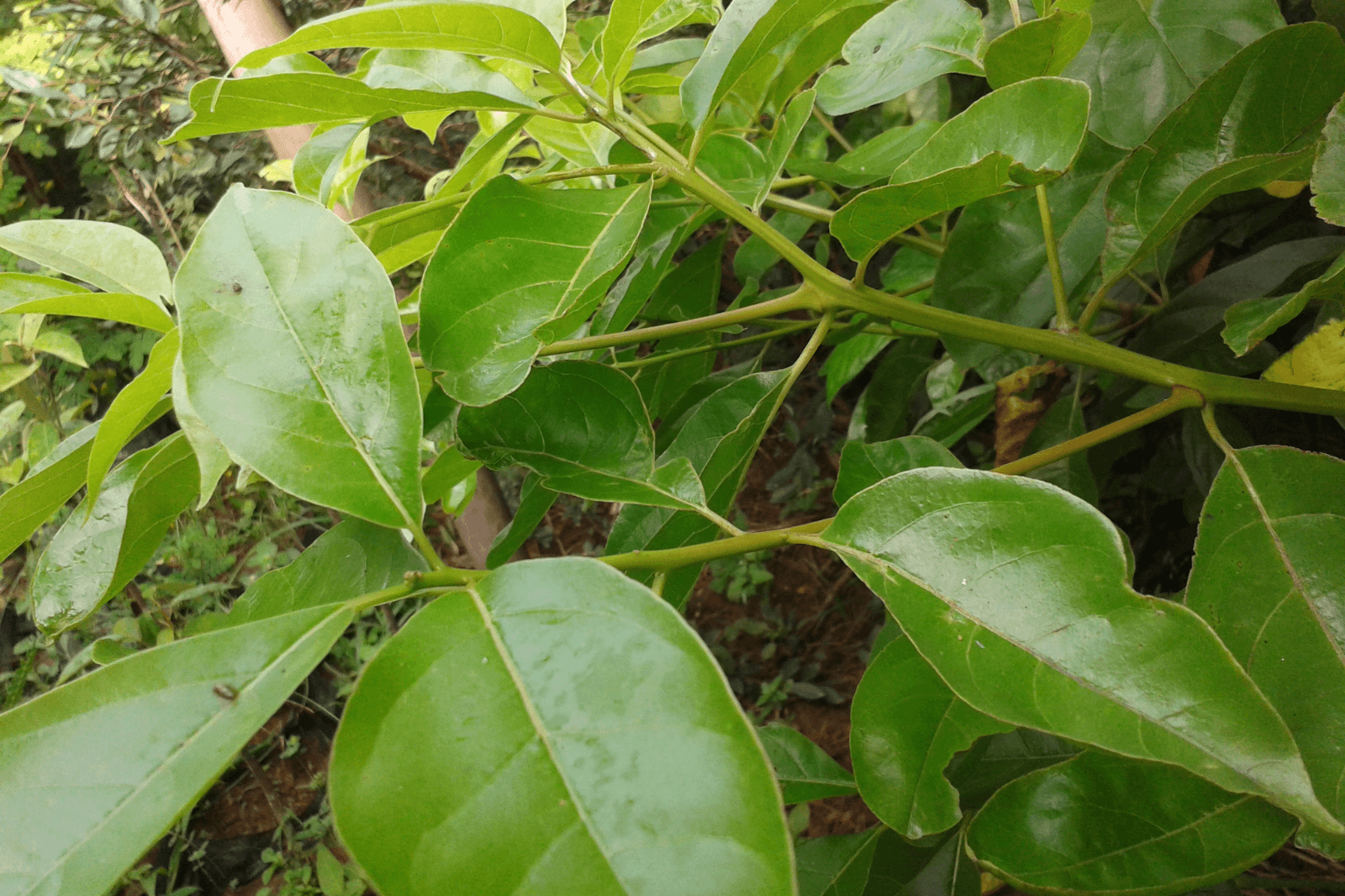 Cây vù hương 