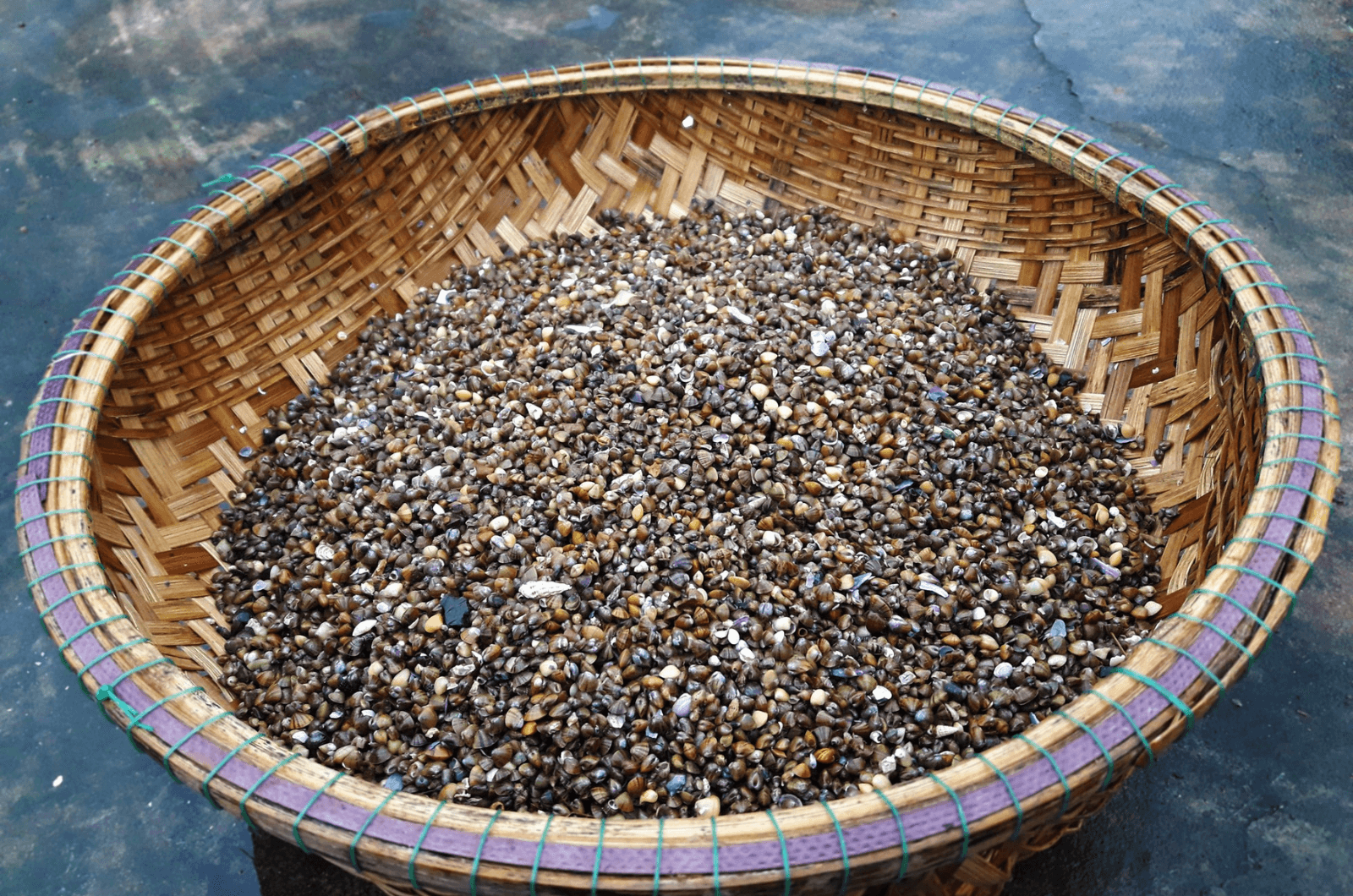 Chắt chắt sông Gianh là một phần không thể tách rời của văn hóa ẩm thực Quảng Bình