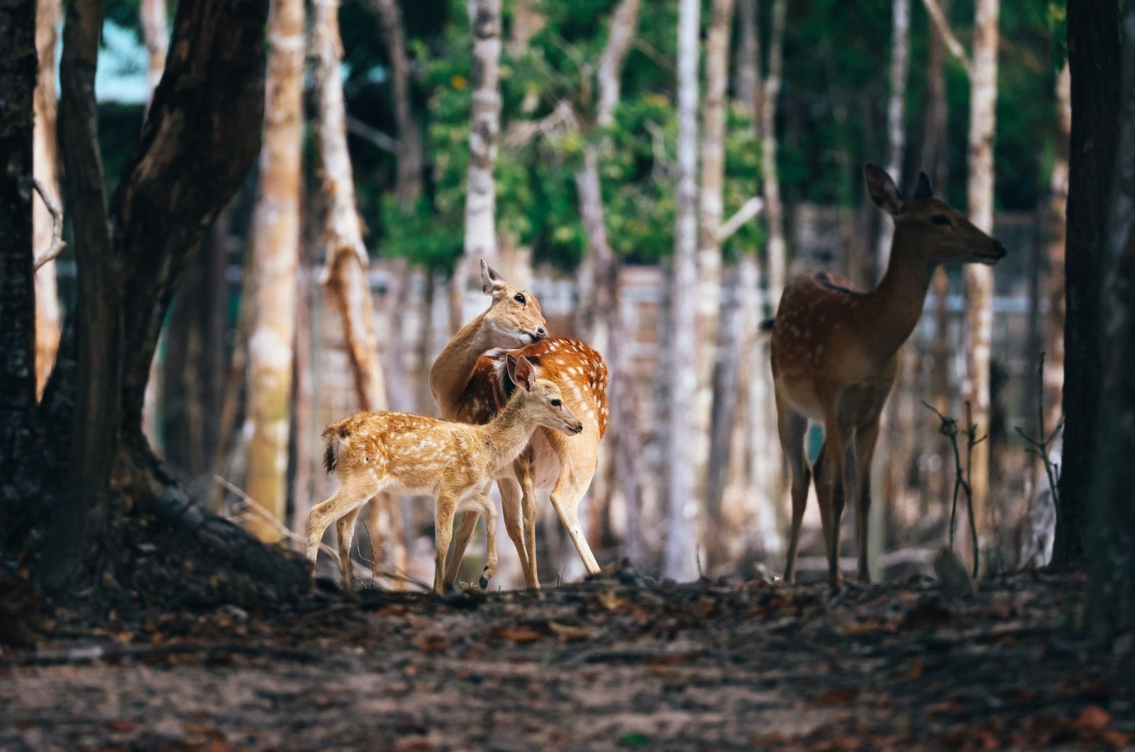 Chiêm ngưỡng các loài động vật bán hoang dã
