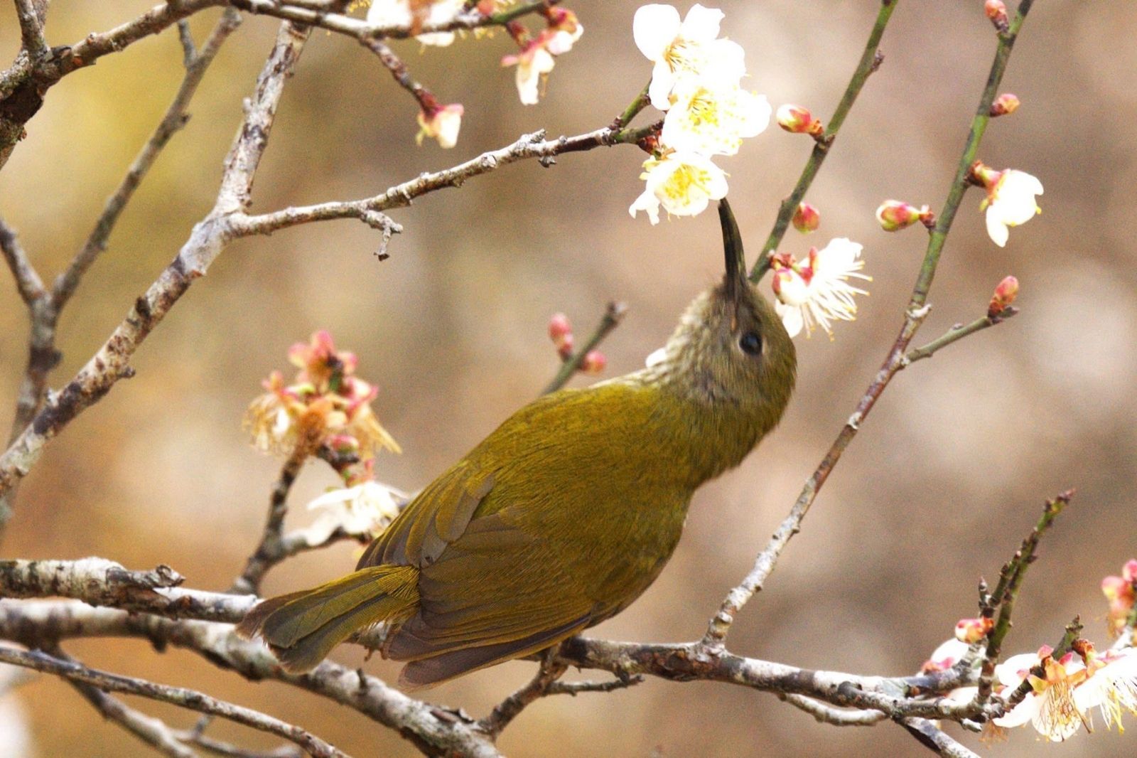 Chim ở vườn quốc gia Cúc Phương
