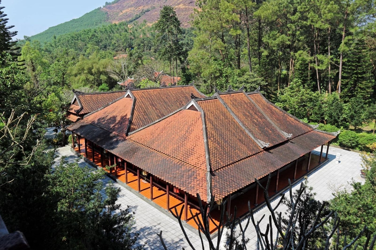 Chùa được bao bọc bởi rừng thông rộng lớn  