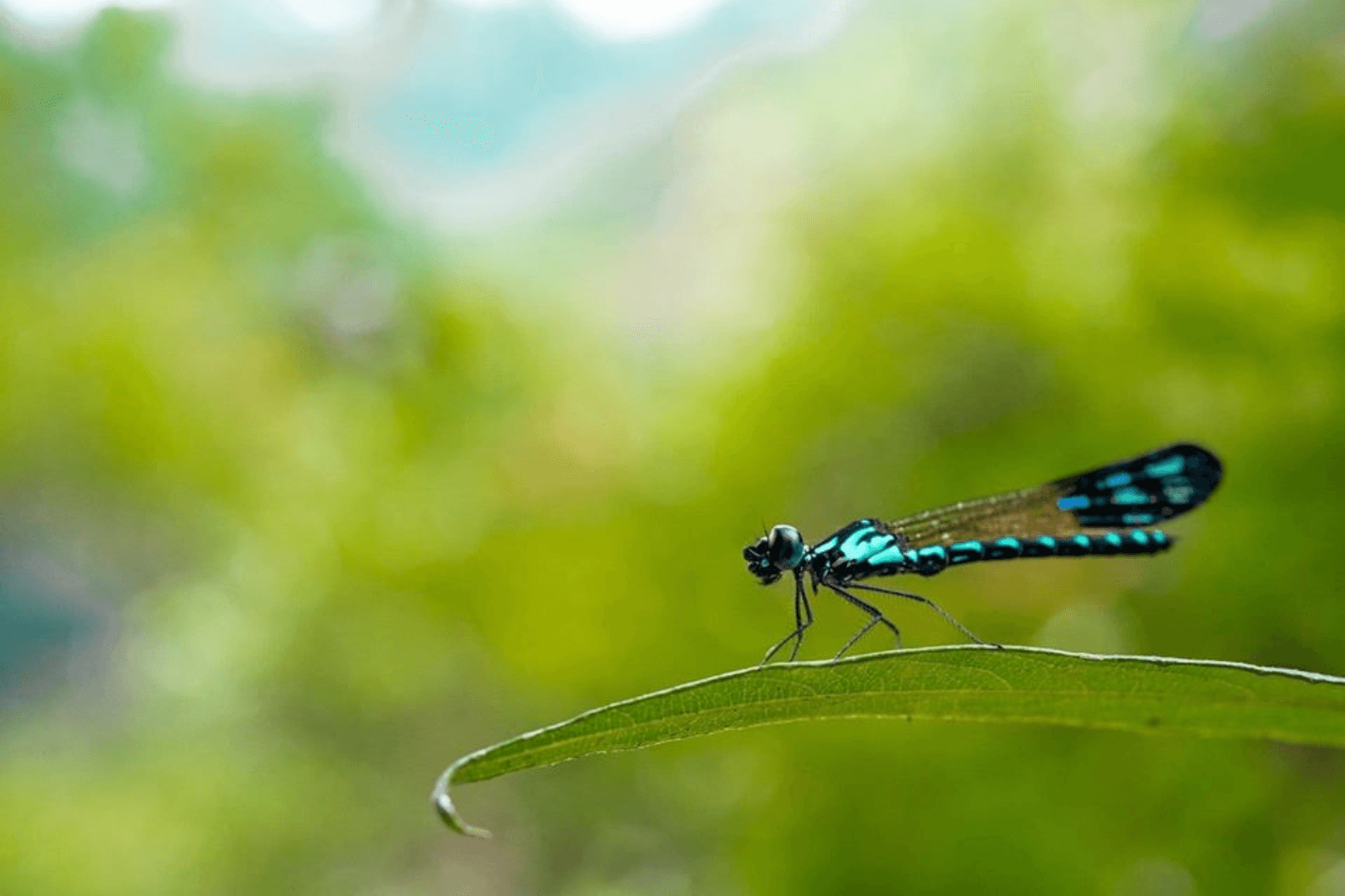 Chuồn chuồn trong vườn quốc gia Phong Nha - Kẻ Bàng 