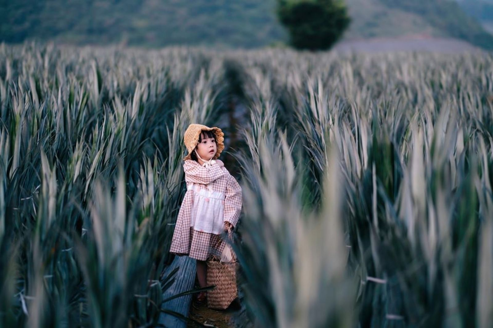 Đồi dứa trở nên thu hút với nhiều người vì khung cảnh tự nhiên