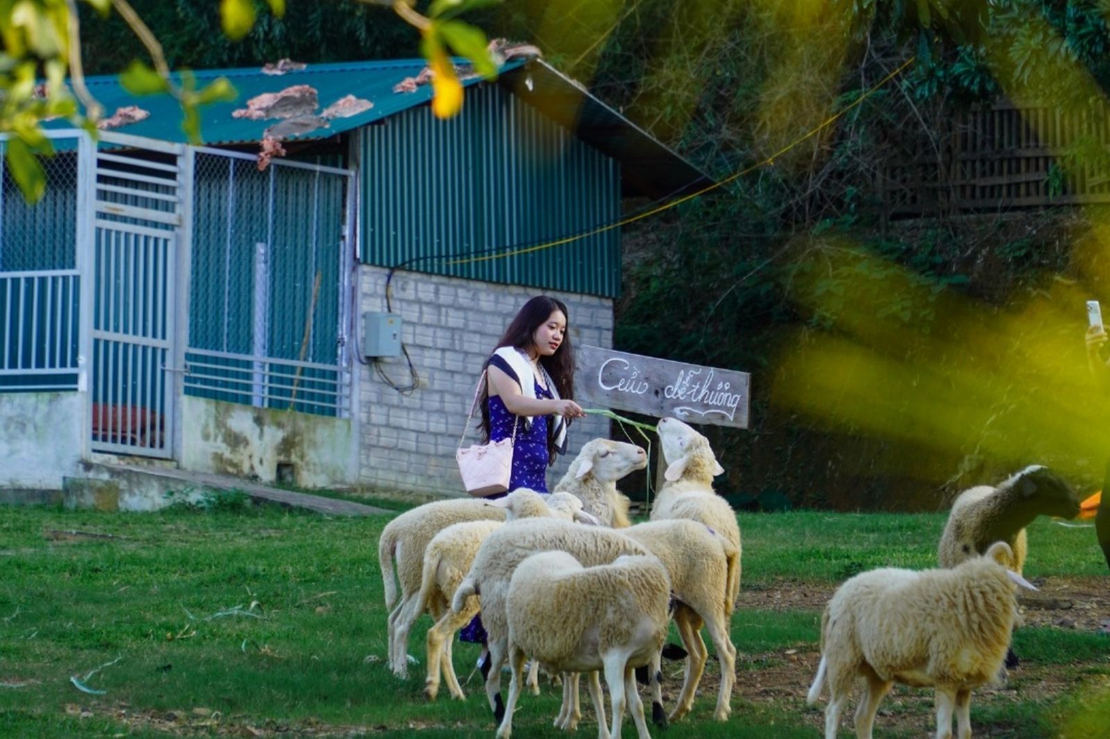 Chụp ảnh với cừu ở hồ Đồng Chương 