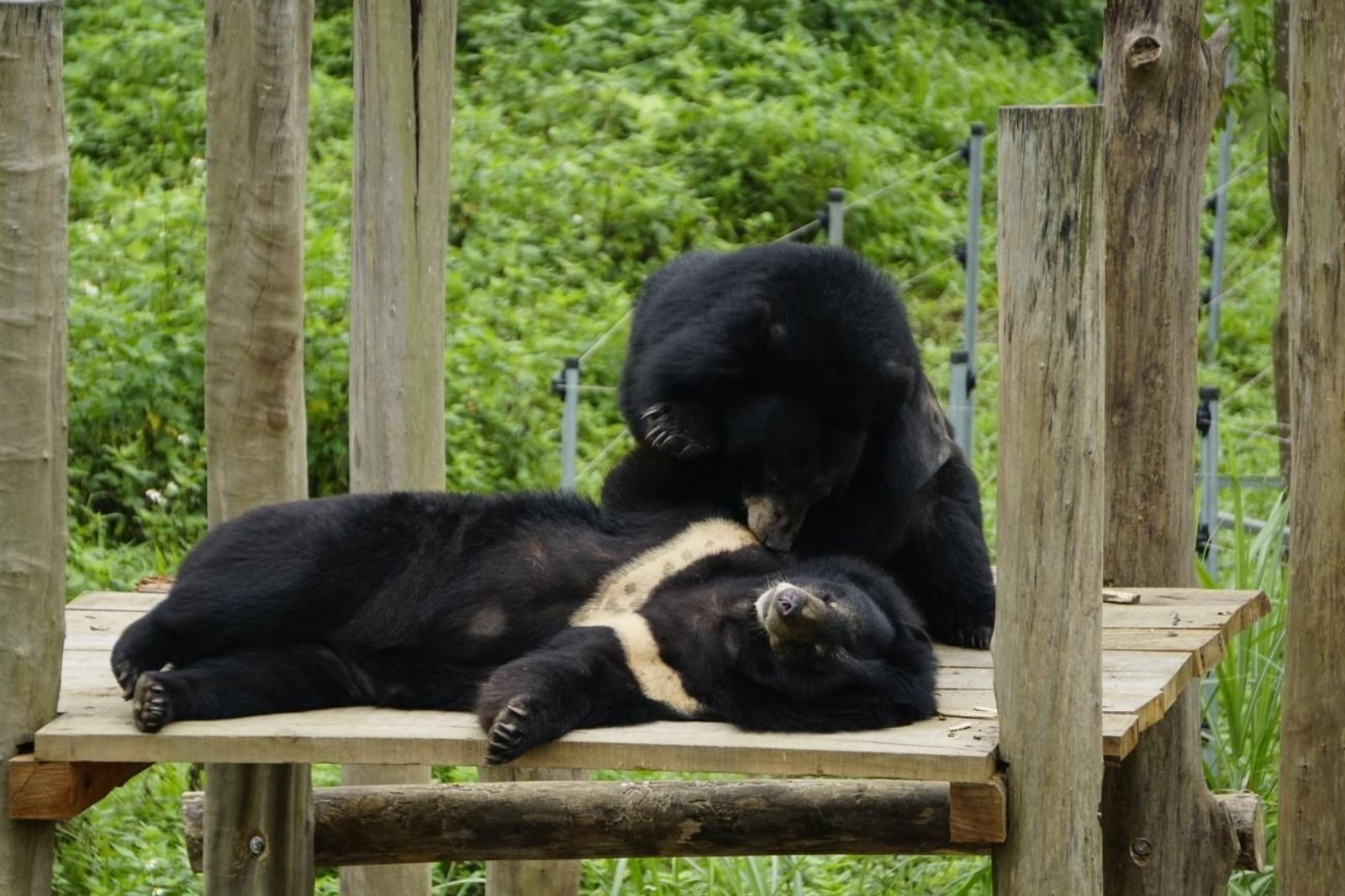 Cơ sở hiện đang chăm sóc gấu chó và gấu ngựa